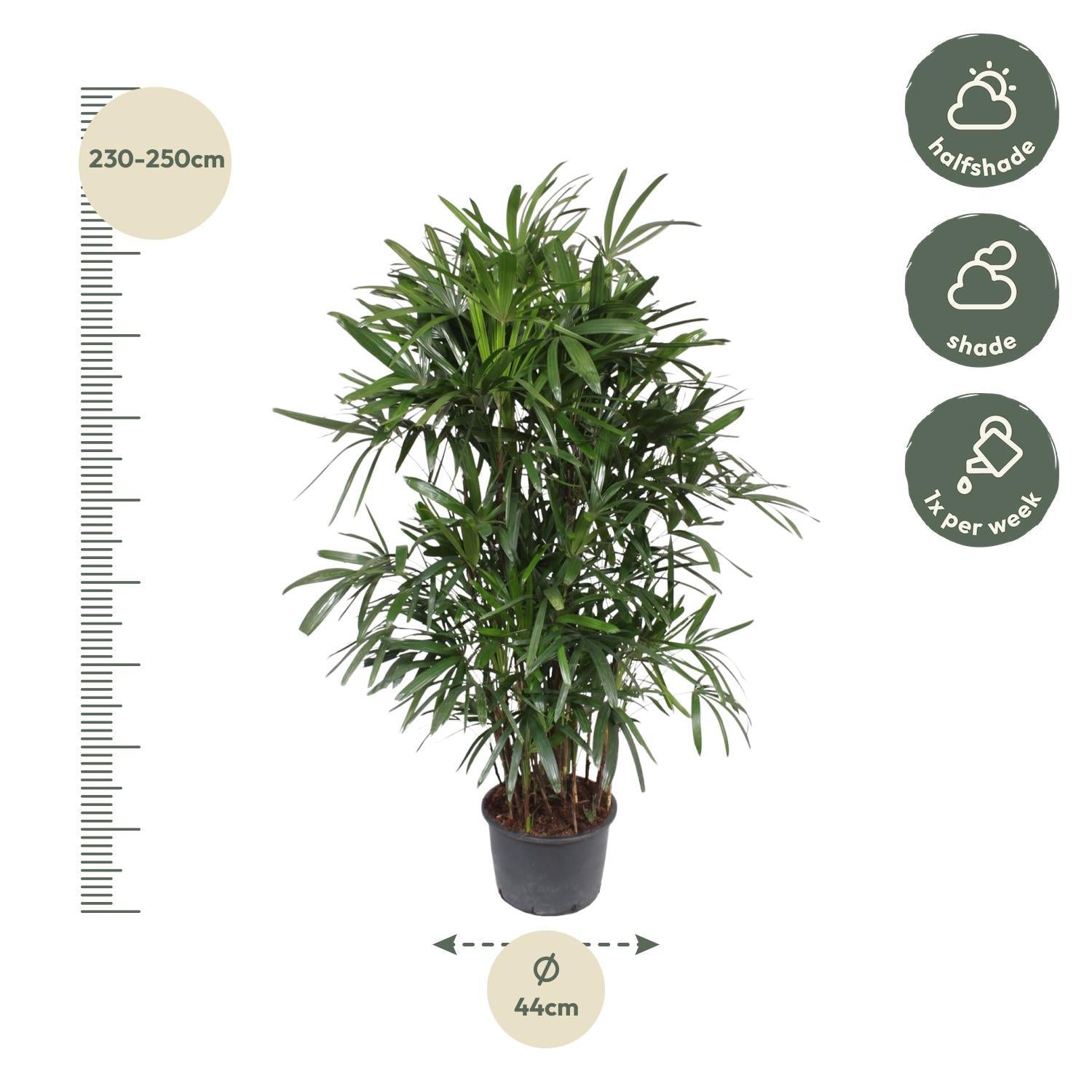 Rhapis Excelsa – Bamboe Palm – Grote kamerplant – 240 cm – ø44 cm