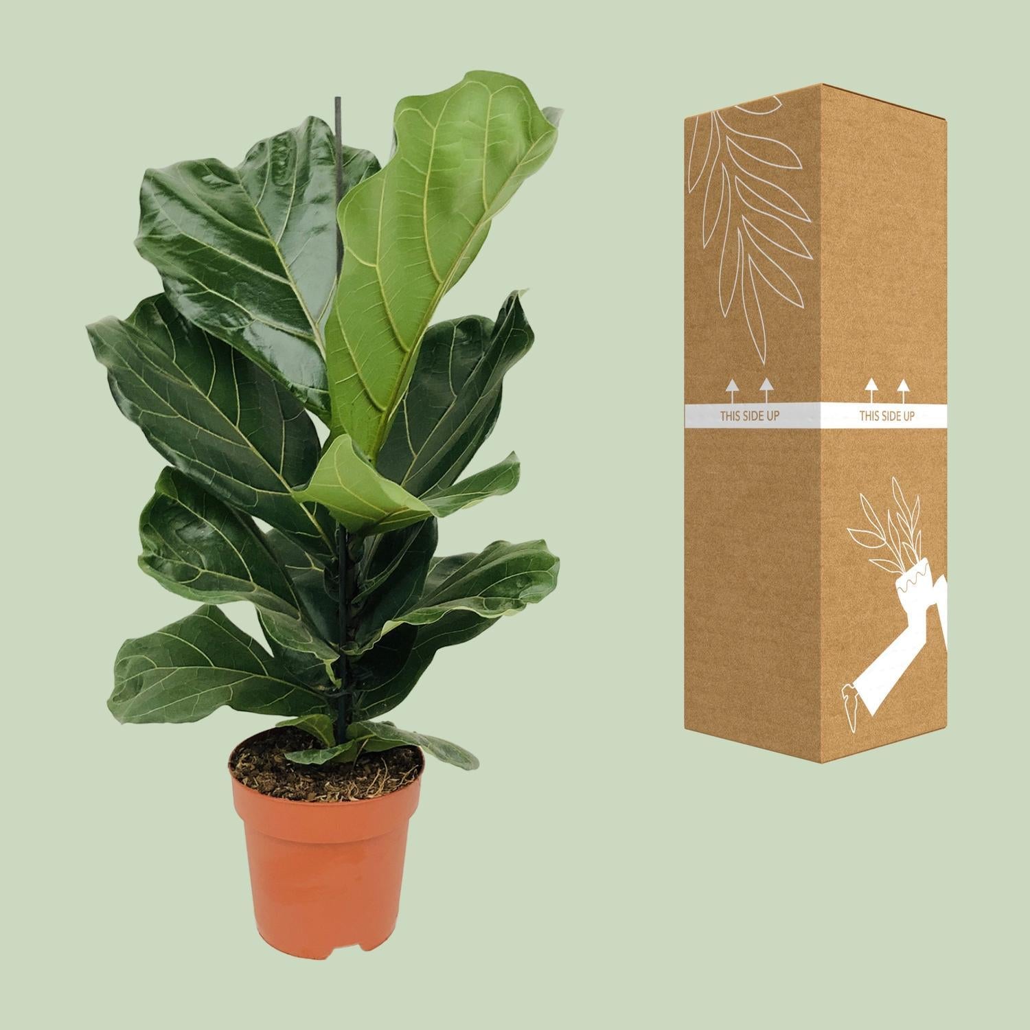 Ficus Lyrata - 75 cm - Ø17 cm | Ficus - Kamerplant