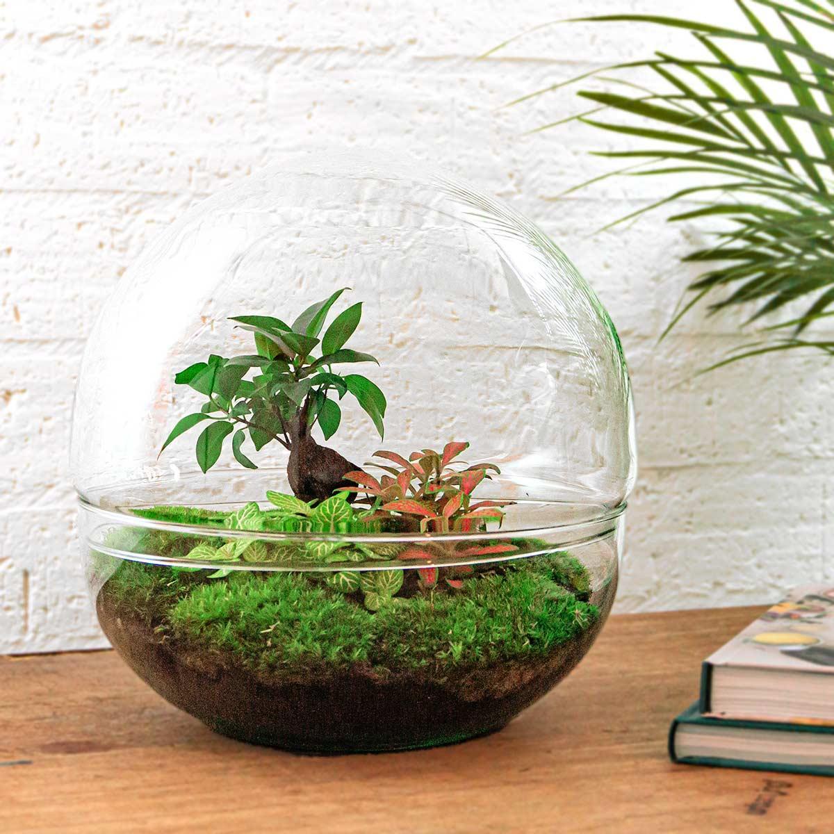 DIY Terrarium - Dome XL - Ficus Ginseng Bonsai | Zelfvoorzienend Ecosysteem