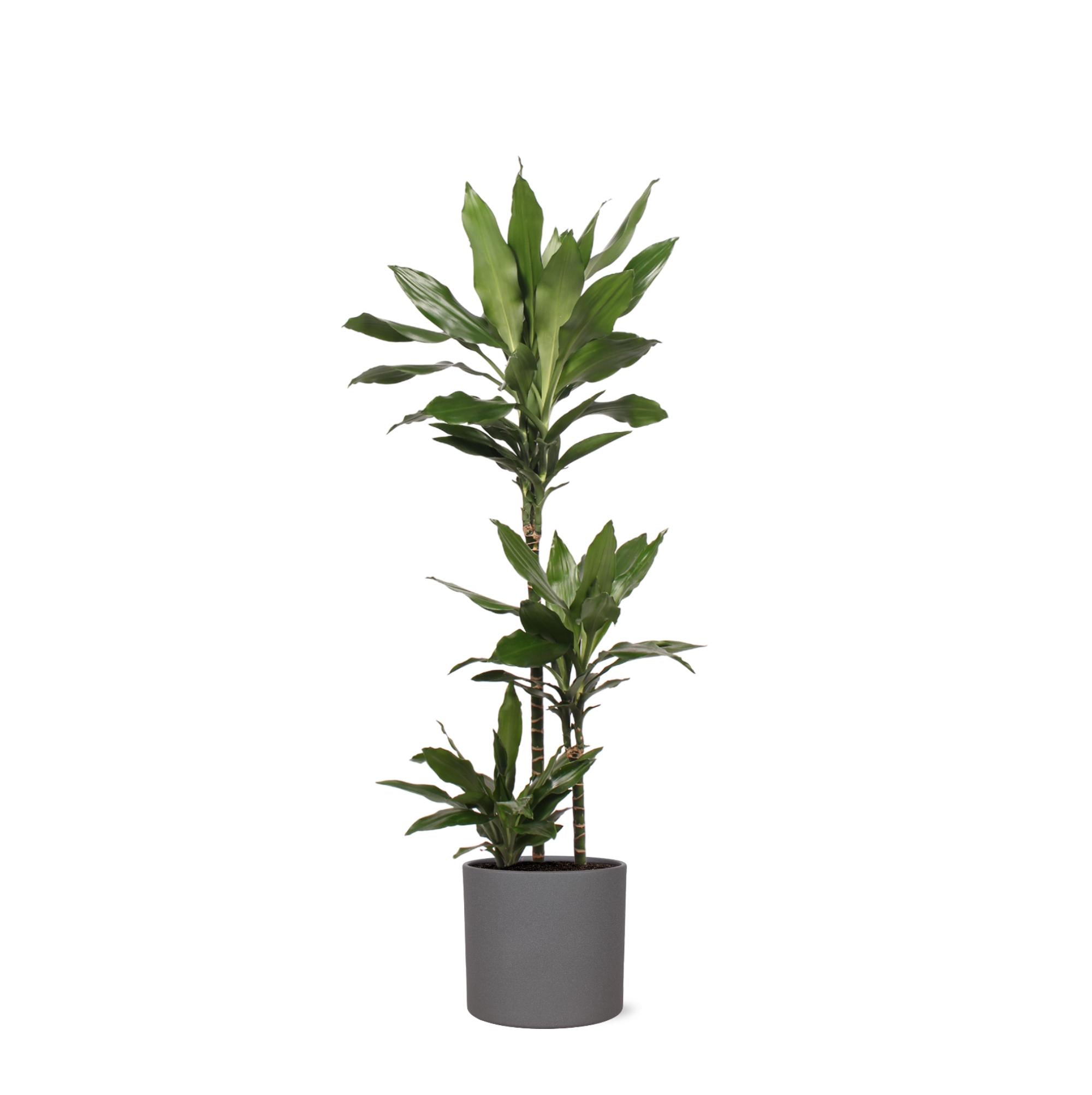 Dracaena Janet Lind - 120 cm - Ø24 cm - in Era pot | Dracaena - Kamerplanten