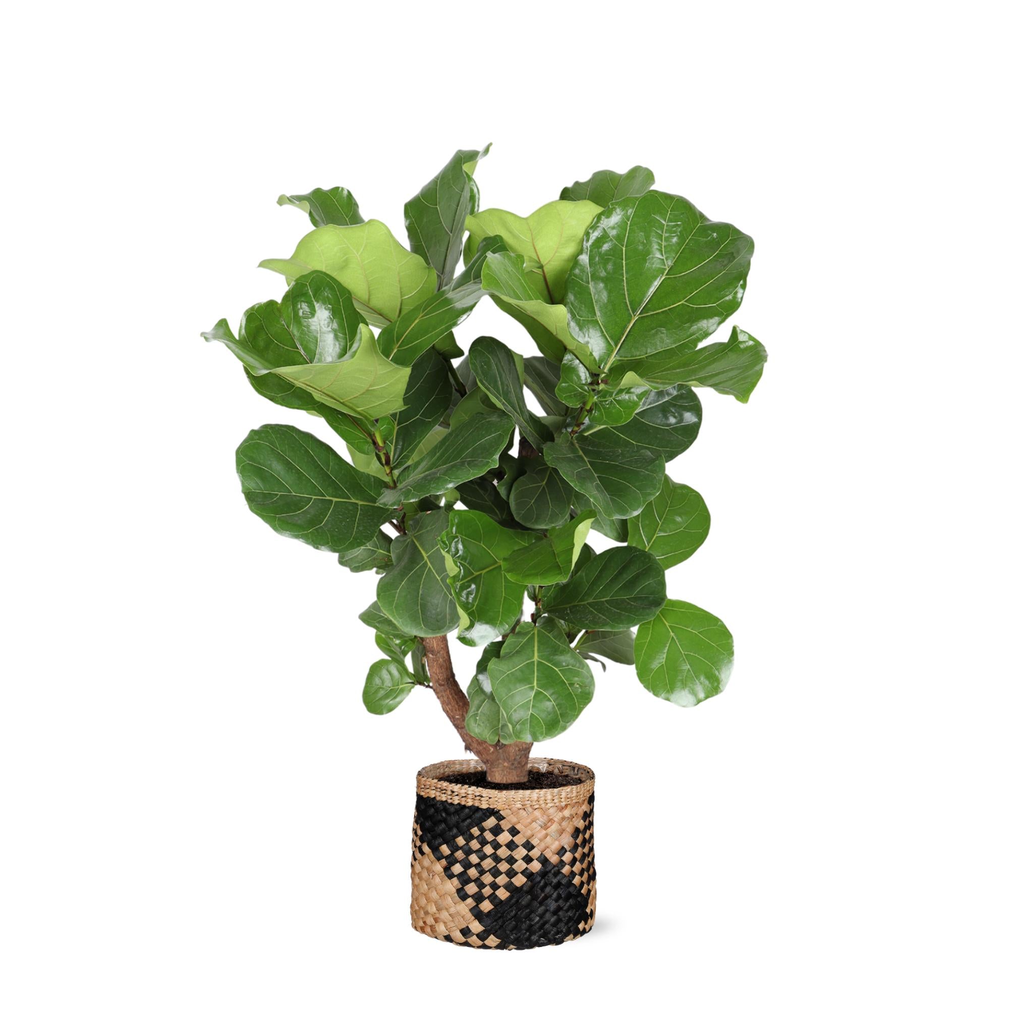 Ficus Lyrata (vertakt) - 110 cm - Ø24 cm in Albury mand  | Ficus