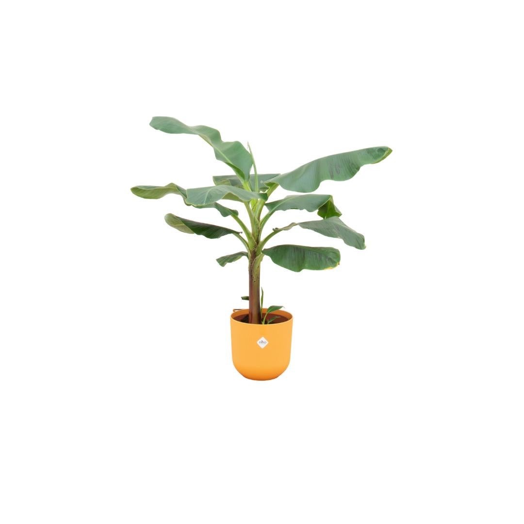 Combi deal - Bananenplant - 120 cm - Ø23 cm - in Elho Jazz Round pot | Musa