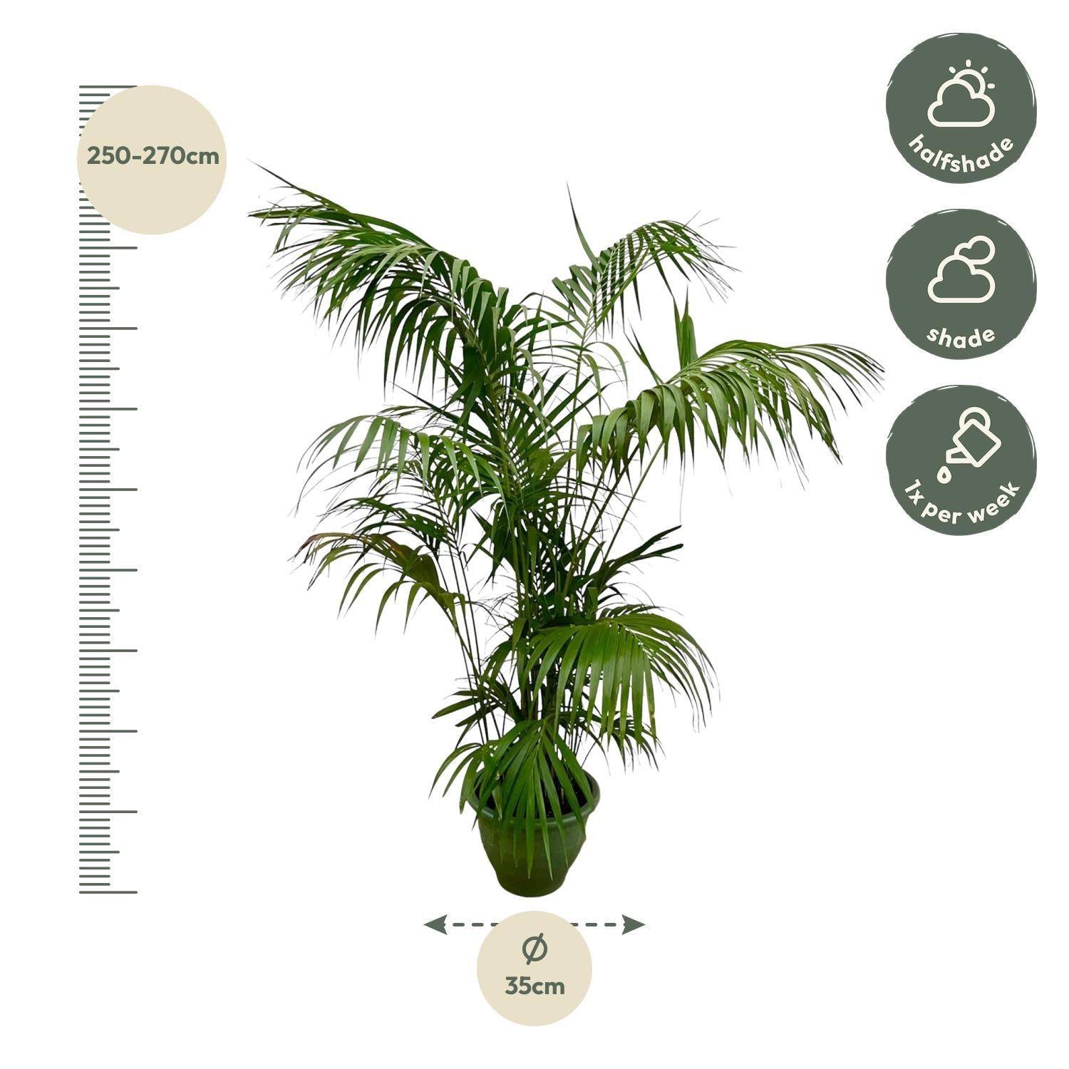 Kentia Palm XXL - 260 cm - ø35 cm | Grote Kamerplanten