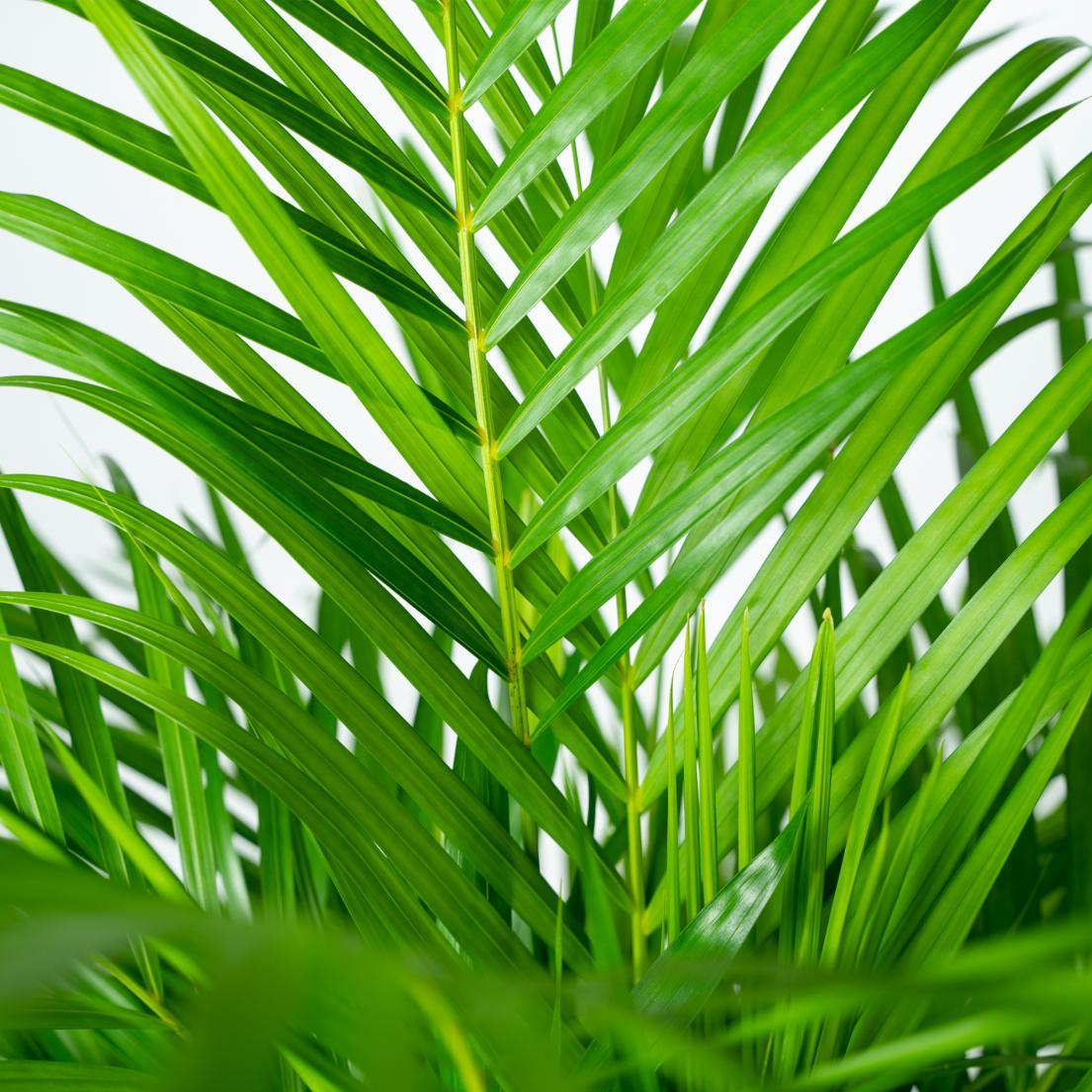 Areca palm - 110 cm - Ø21 cm | Dypsis Lutescens