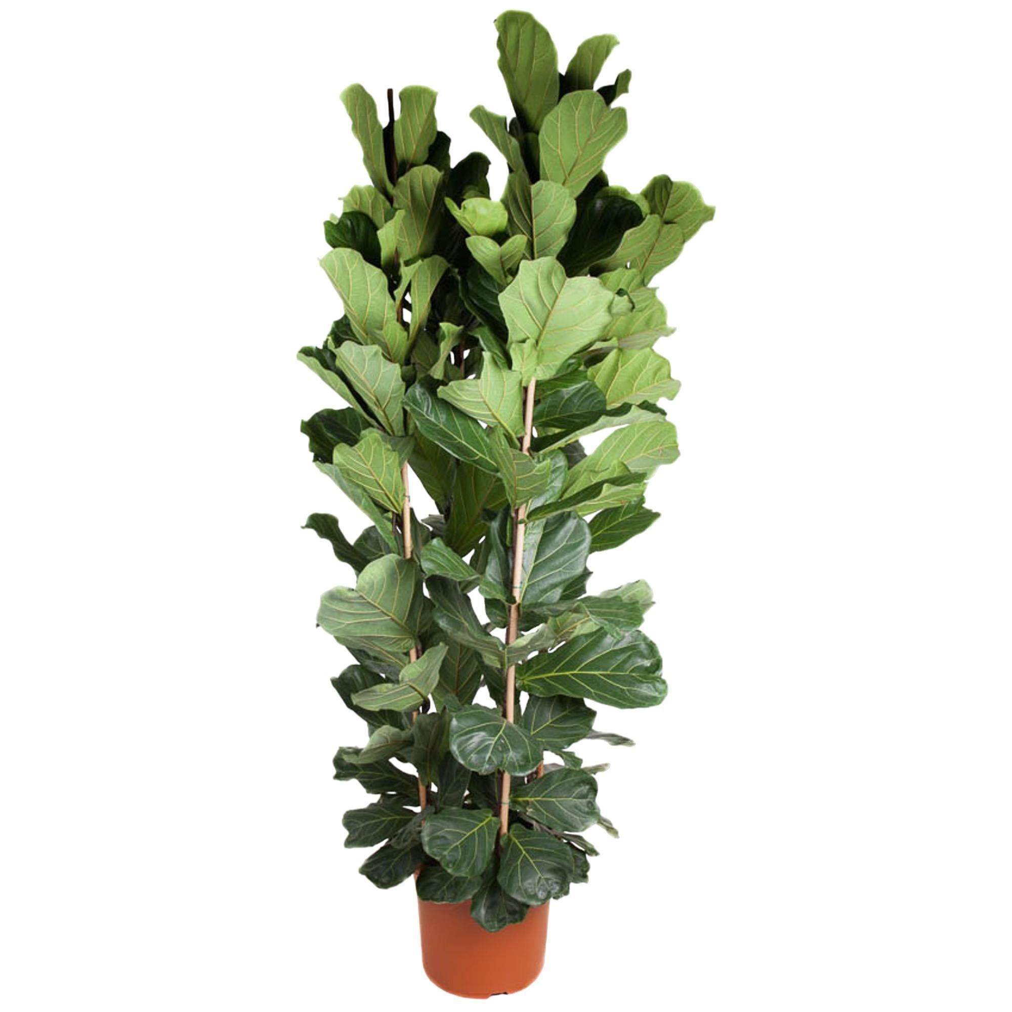 Ficus Lyrata struik - 250 cm - ø48 cm | Ficus - Grote Kamerplant