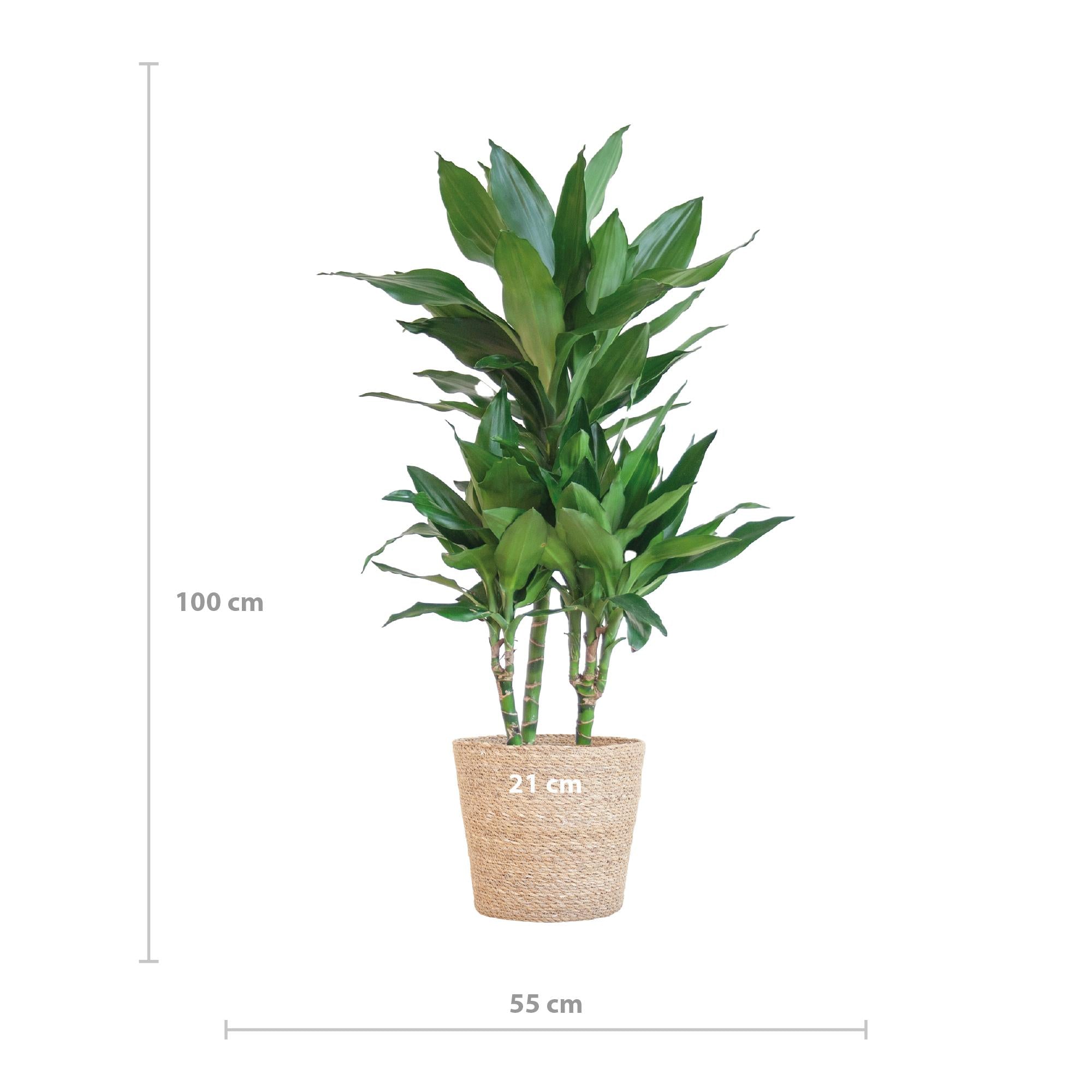 Dracaena Janet Lindt met Sofia mand naturel - 95 cm - Ø21 cm | Dracaena