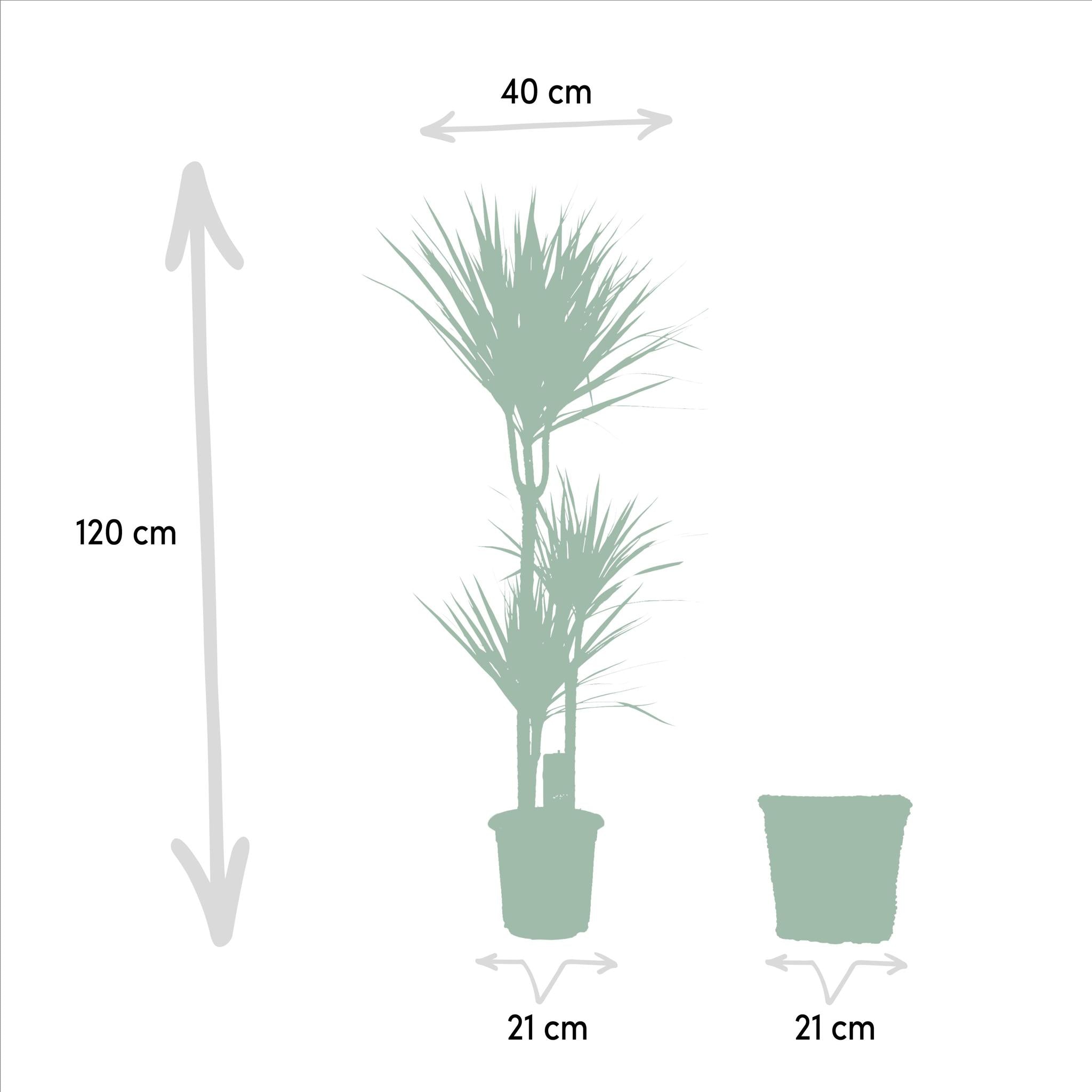 Dracaena Marginata met mand of pot - 120cm - Ø21cm | Dracaena