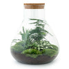 Plant terrarium - Sam XL - ↕ 35 cm | Planten terrarium