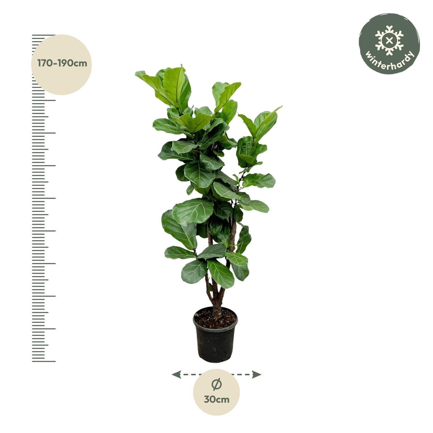 Ficus Lyrata vertakt - 180 cm - ⌀30 cm | Ficus - Grote Kamerplanten