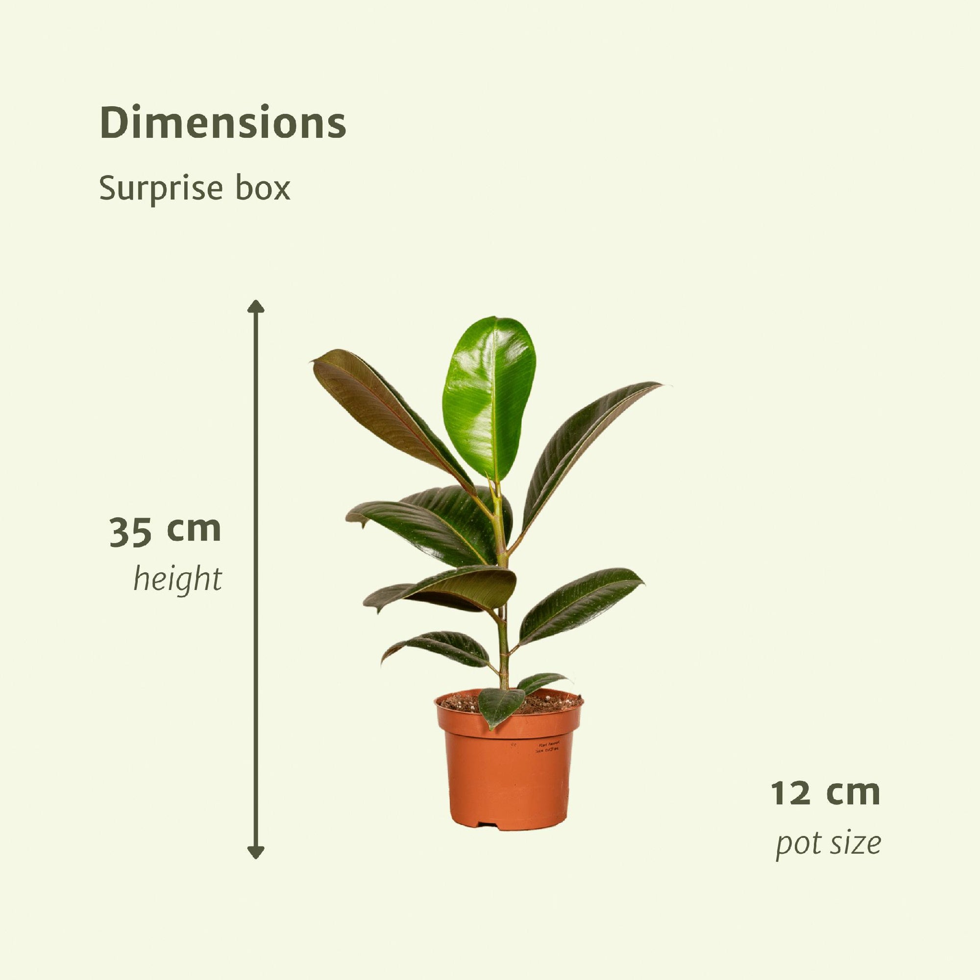 Verrassingsbox 25cm - Ø12cm | Set van 6 Kamerplanten