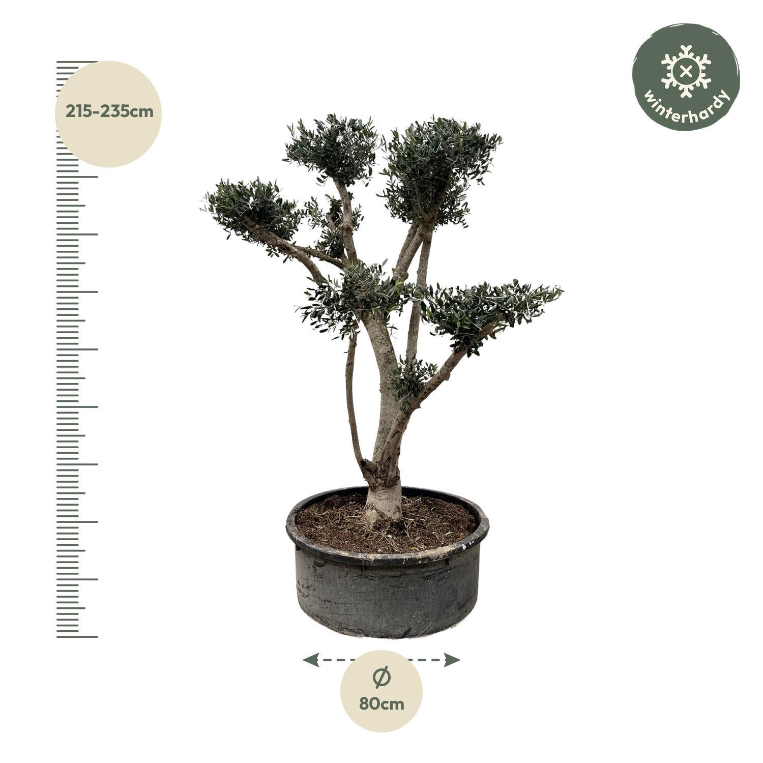 Olea Europaea Pompon – 210 cm – Ø80 – Unieke mediterrane eyecatcher