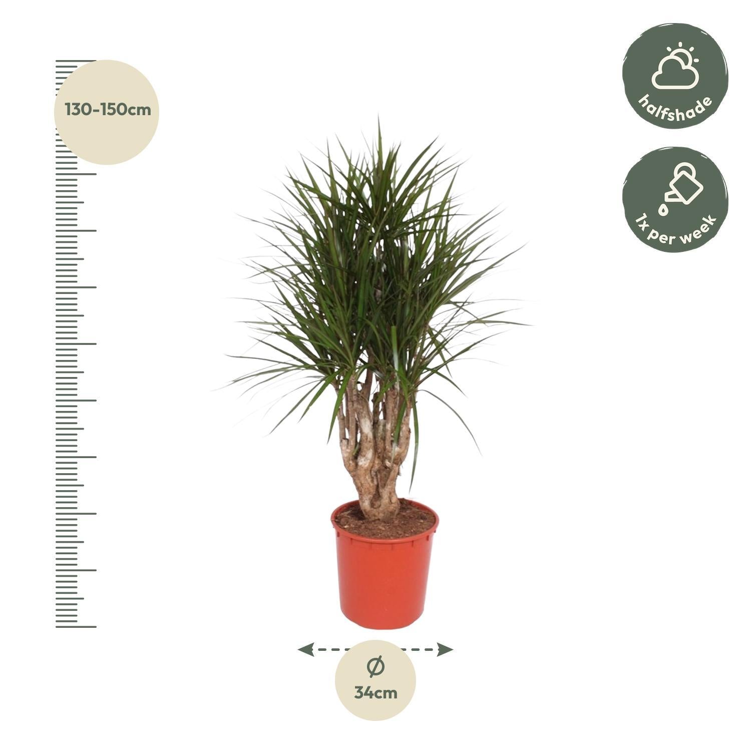 Dracaena Marginata vertakt - 140 cm of 160 cm - ø34 cm | Dracaena - Kamerplanten