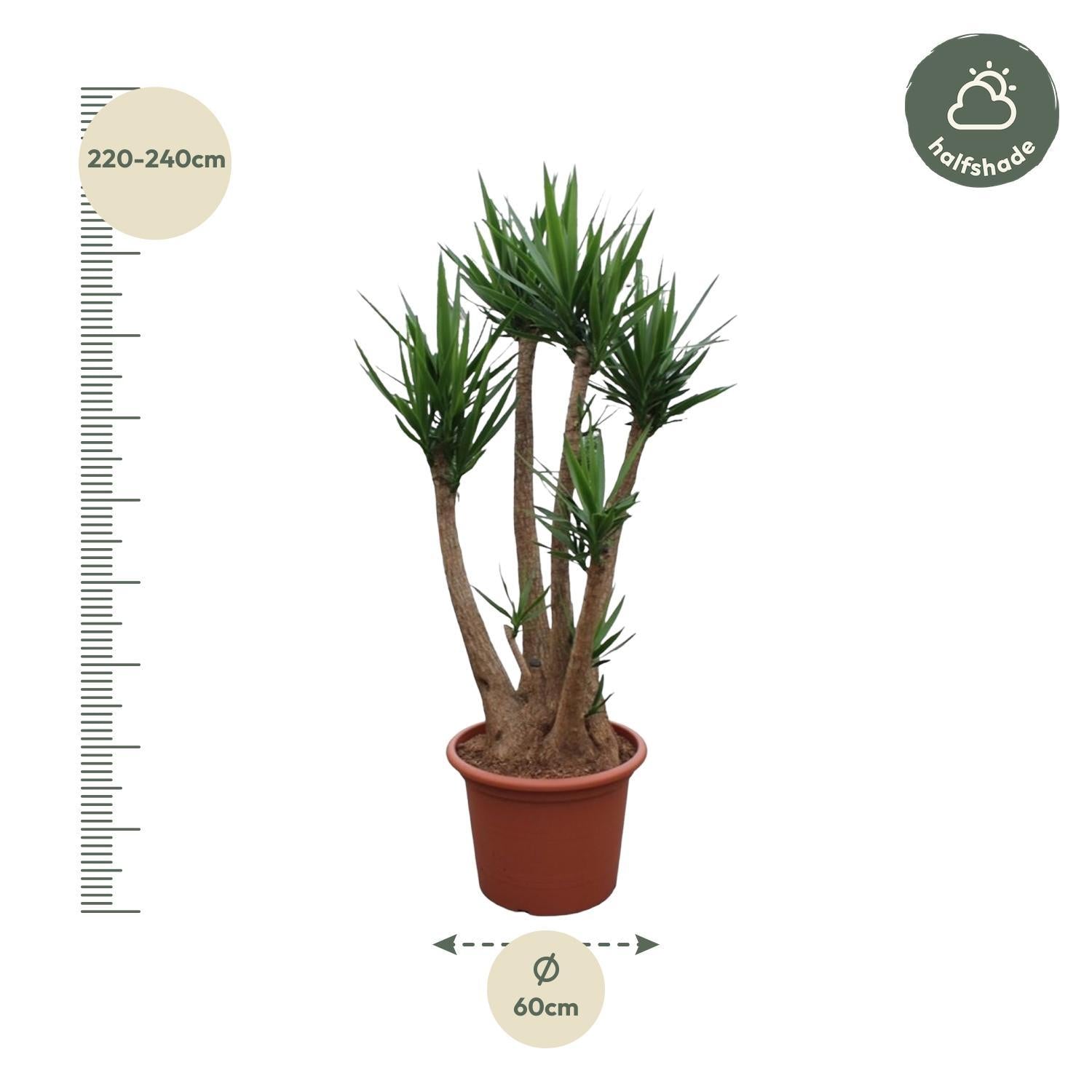 Yucca Elephantipes vertakt - 230 cm - ø60 cm | Grote Kamerplanten