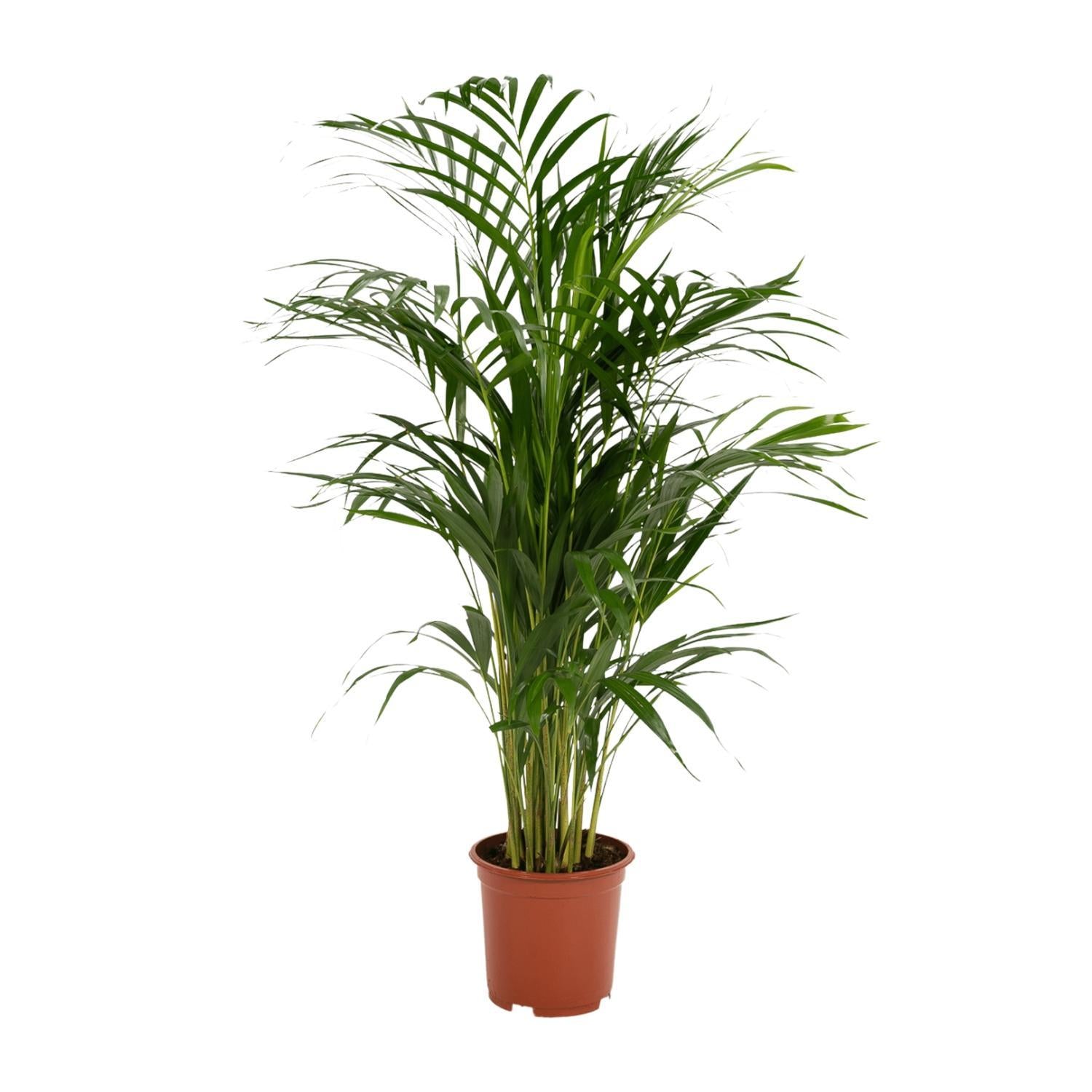 Areca palm - 85 cm - Ø19 cm | Kamerplant