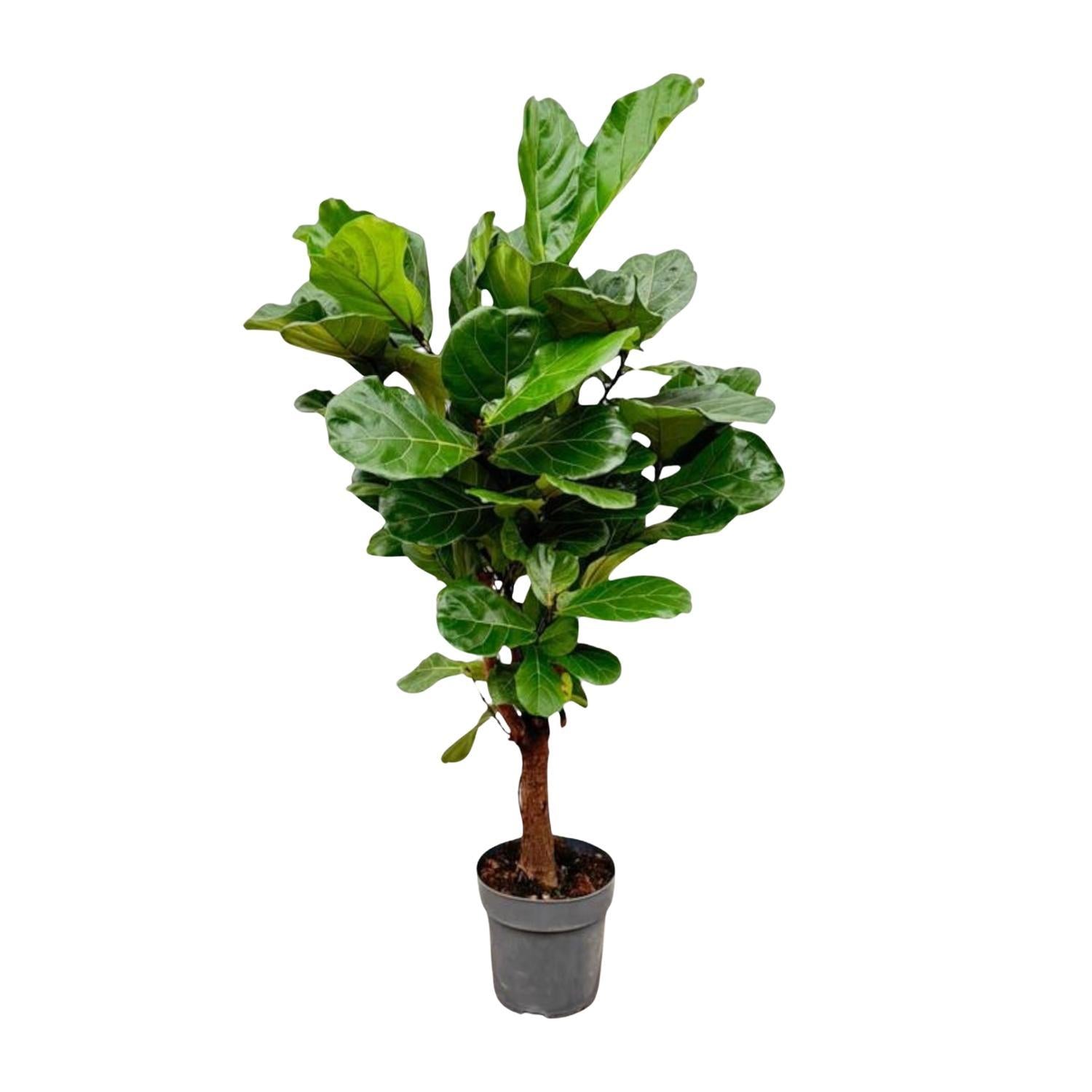 Ficus Lyrata vertakt - 150 cm - ø24 cm | Ficus - Kamerplant