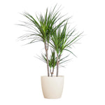 Dracaena Marginata met Viber wit - 95 cm - Ø21 cm | Dracaena - Kamerplanten