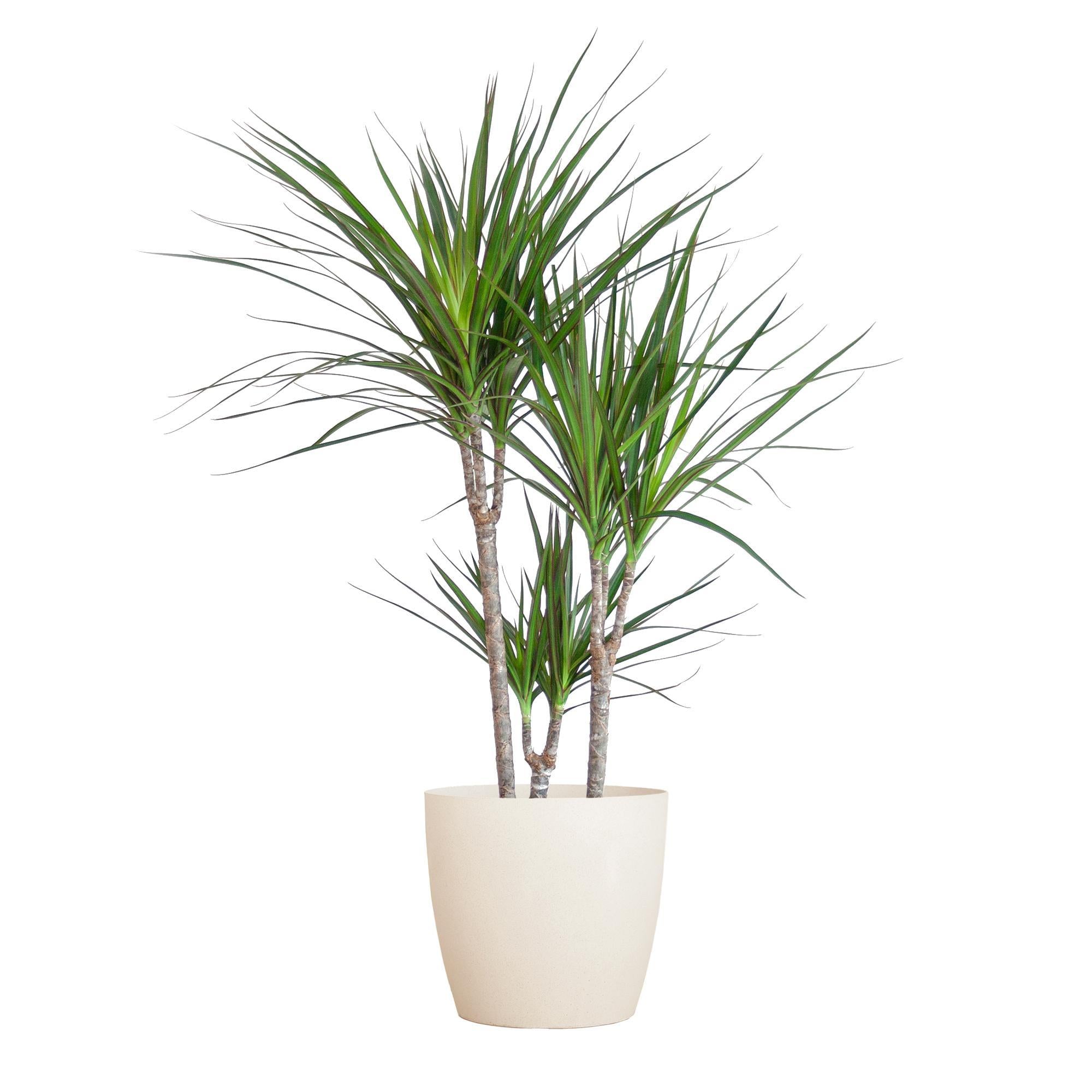 Dracaena Marginata met Viber wit - 95 cm - Ø21 cm | Dracaena - Kamerplanten