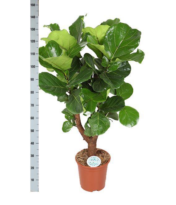 Ficus Lyrata (vertakt) - 130 cm - Ø27 cm - in Albury mand | Ficus - Kamerplanten