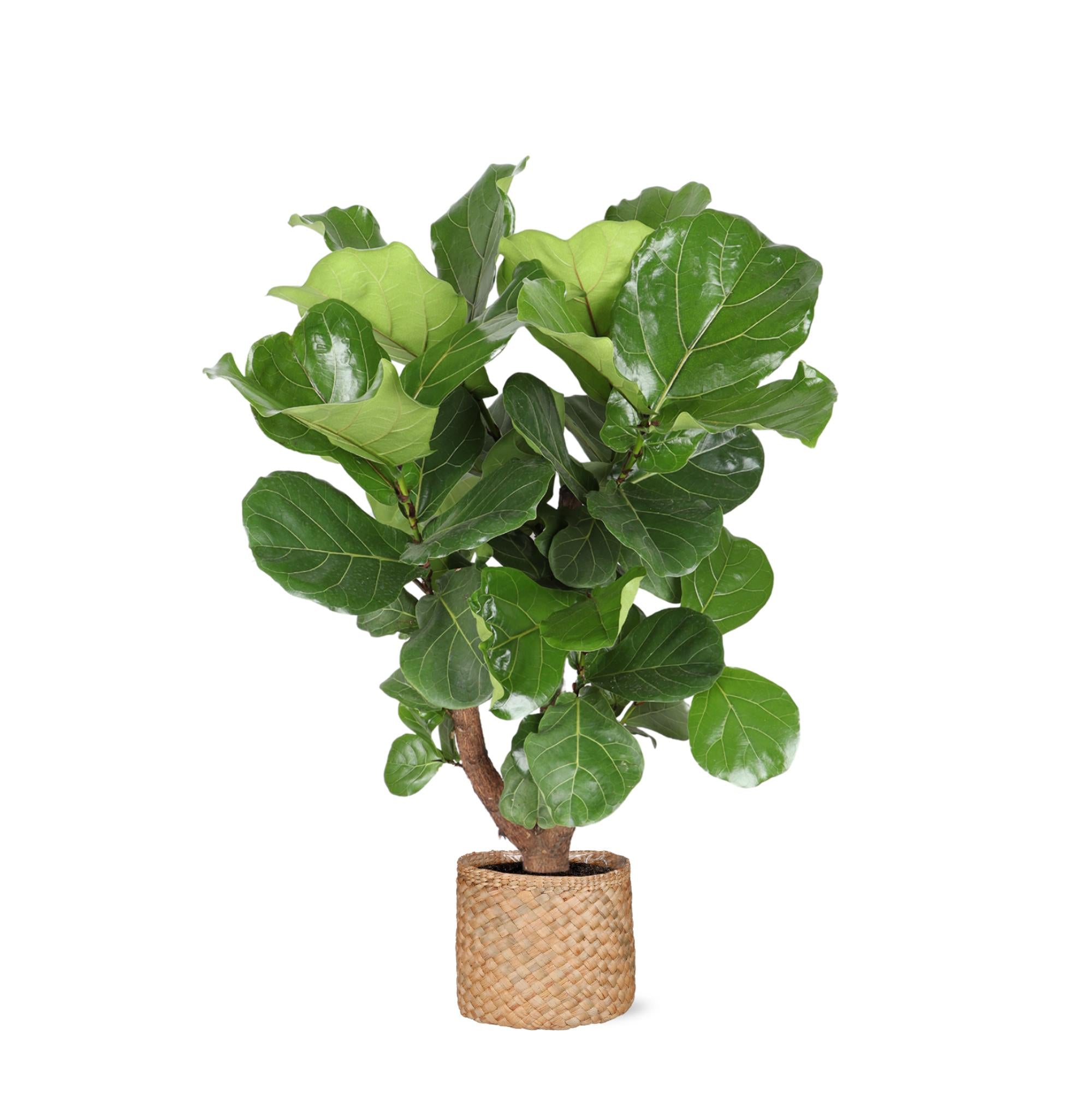 Ficus Lyrata (vertakt) - 130 cm - Ø27 cm - in Albury mand | Ficus - Kamerplanten