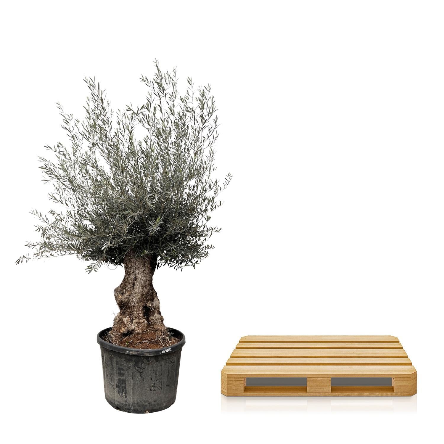 Olea Europaea Bonsai – 225 cm – Ø80 – Een mediterrane eyecatcher