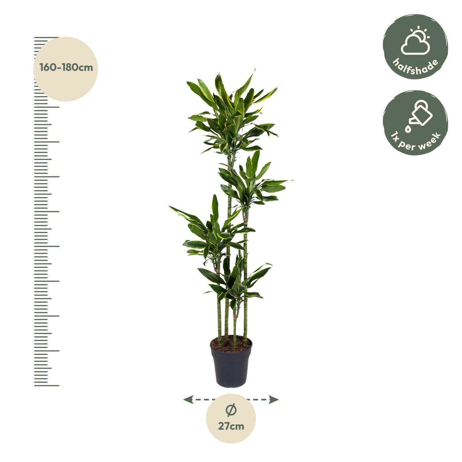 Dracaena Golden Coast 170 cm - ø27 cm | Dracaena - Grote kamerplanten