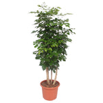 Radermachera Hainanensis - 190 cm - ⌀40 cm - China Doll Plant | Grote kamerplant