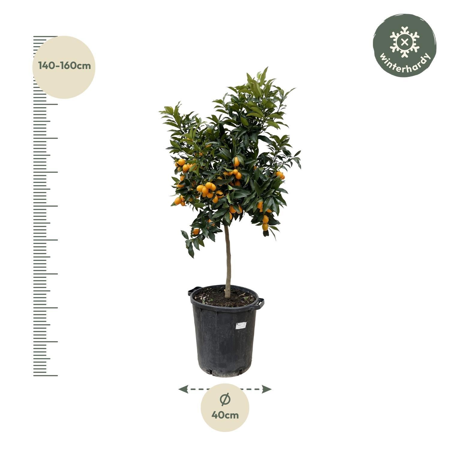 Citrus Kumquat - 150 cm - ø40 cm - Sinaasappelboom voor binnen & buiten