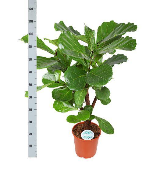 Ficus Lyrata (vertakt) - 110 cm - Ø24 cm in Era pot  | Ficus - Kamerplanten