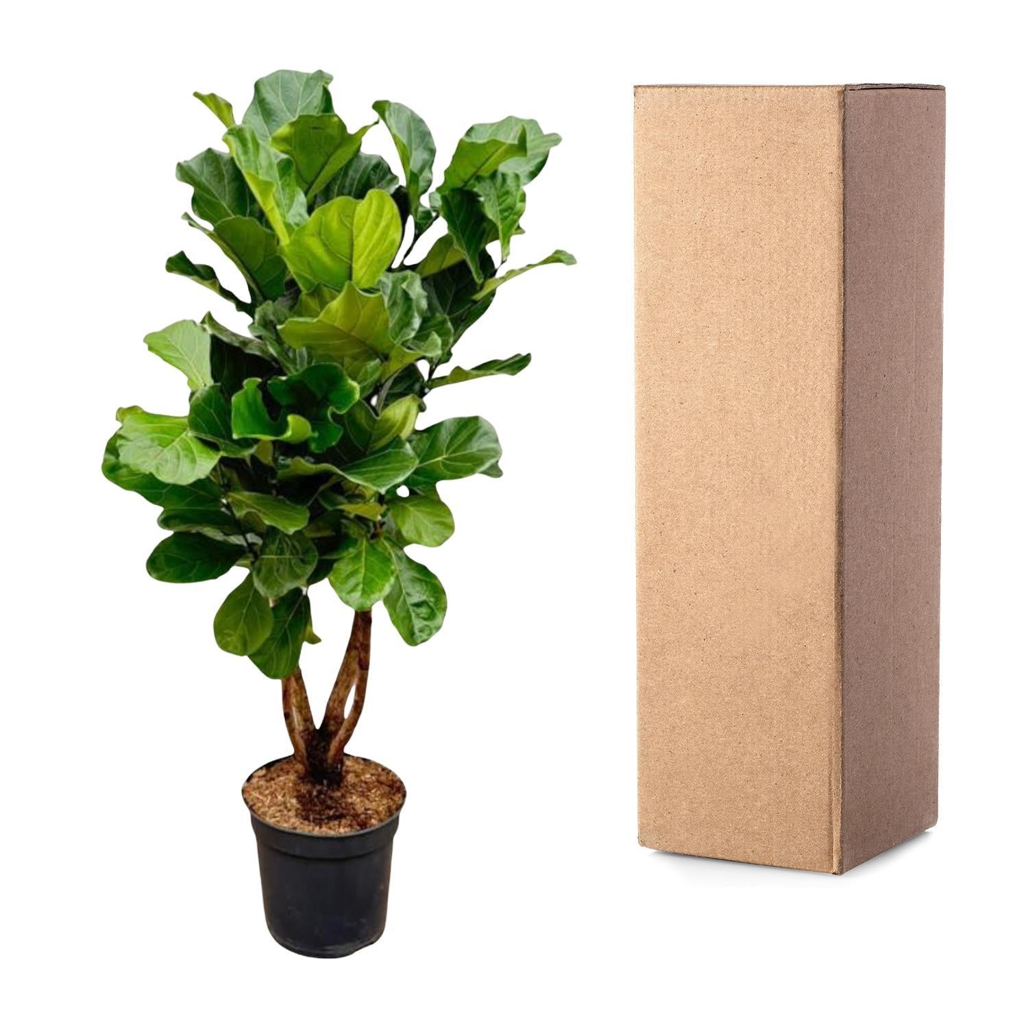 Ficus Lyrata vertakt XL - 200 cm - ø32 cm | Grote Kamerplanten