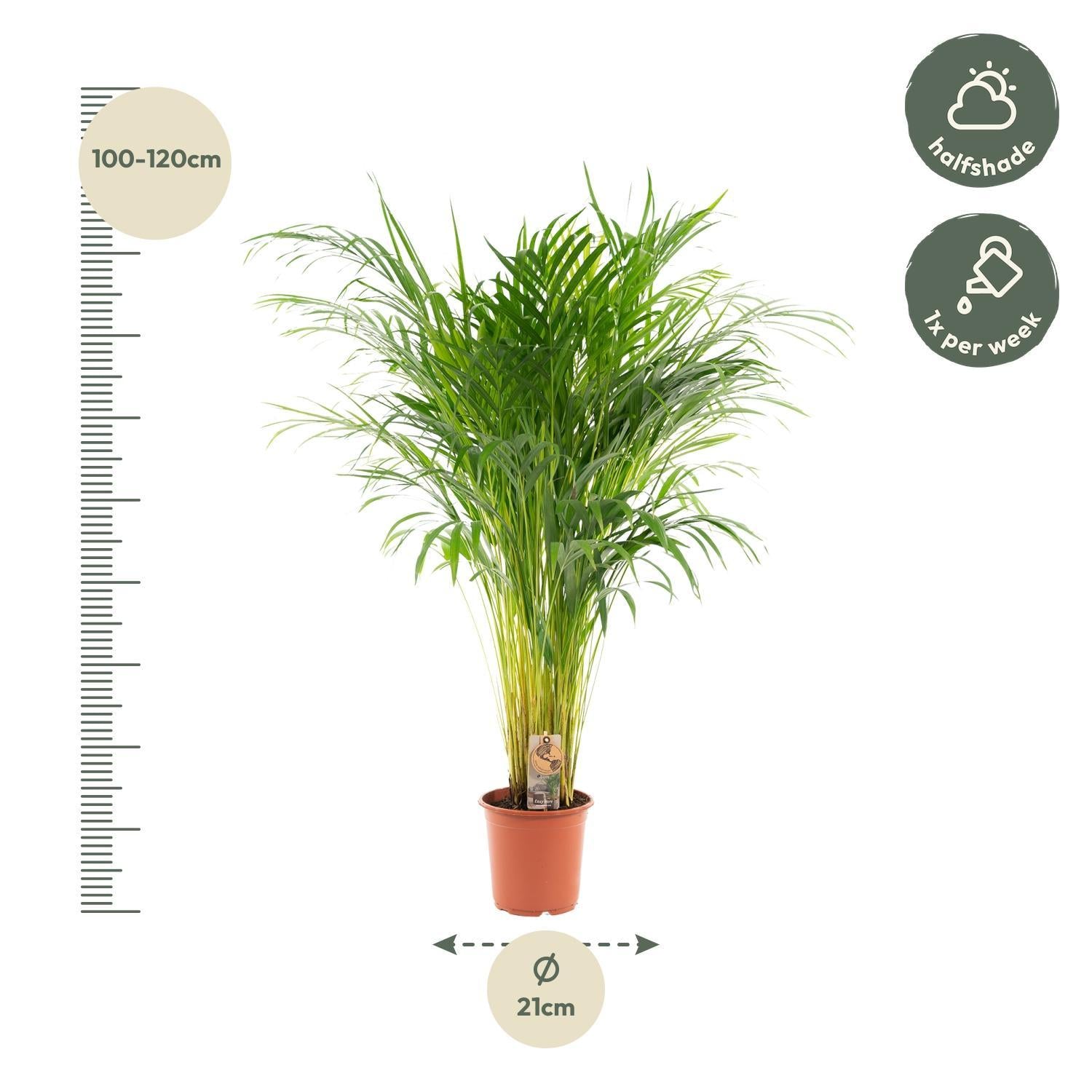 Areca palm - 110 cm - Ø21 cm | Dypsis Lutescens