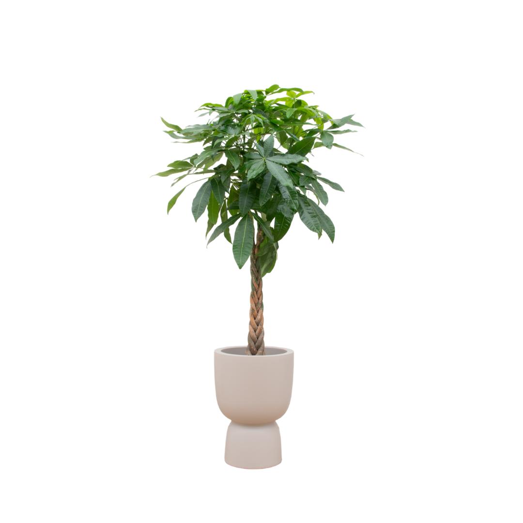 Combi Deal - Pachira Aquatica - 210 cm - in pot Elho Pure Coupe | Grote Kamerplant