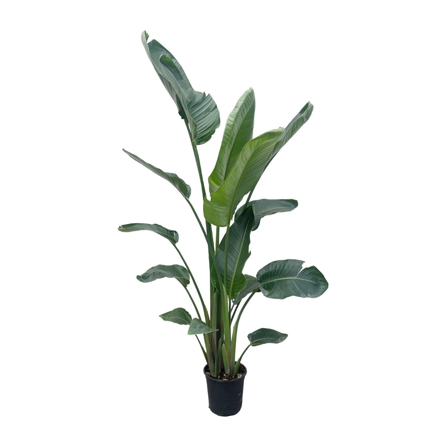 Strelitzia Nicolai XXL - 225 cm - ⌀27 cm | Grote Kamerplanten