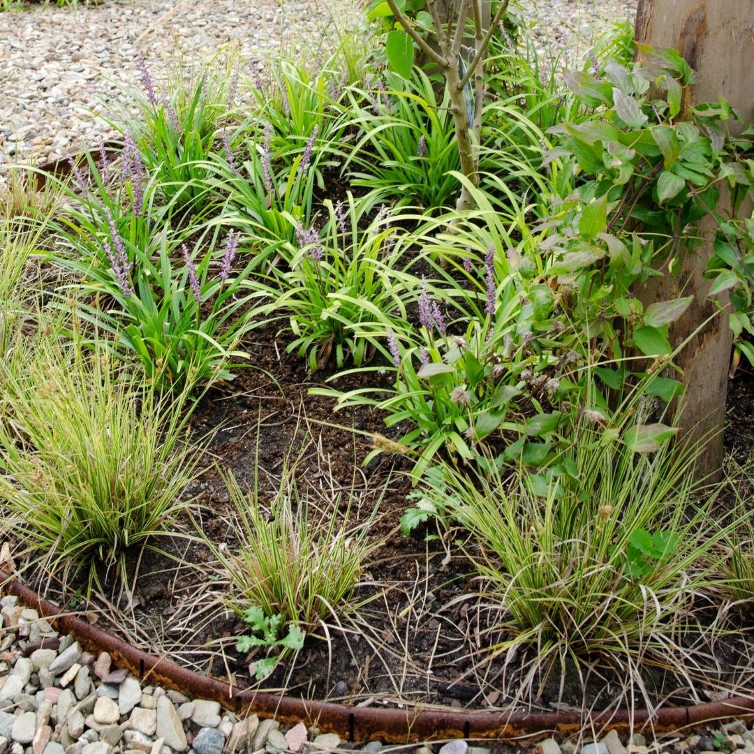 3 x Carex brunnea Variegata - Ø 14 cm - ↨ 25 cm