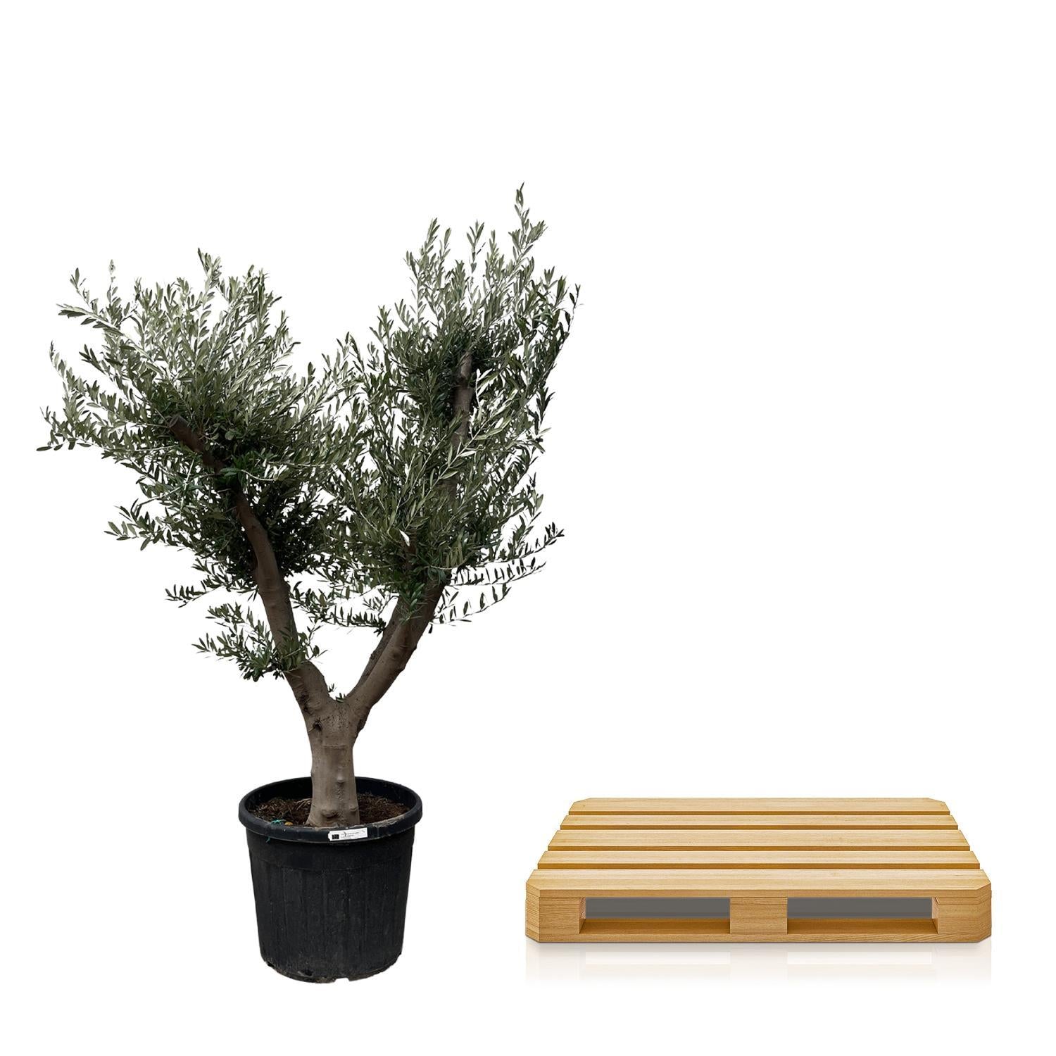 Olea Europaea Cultivo - 225cm - Ø60 - Elegante Mediterrane Eyecatcher