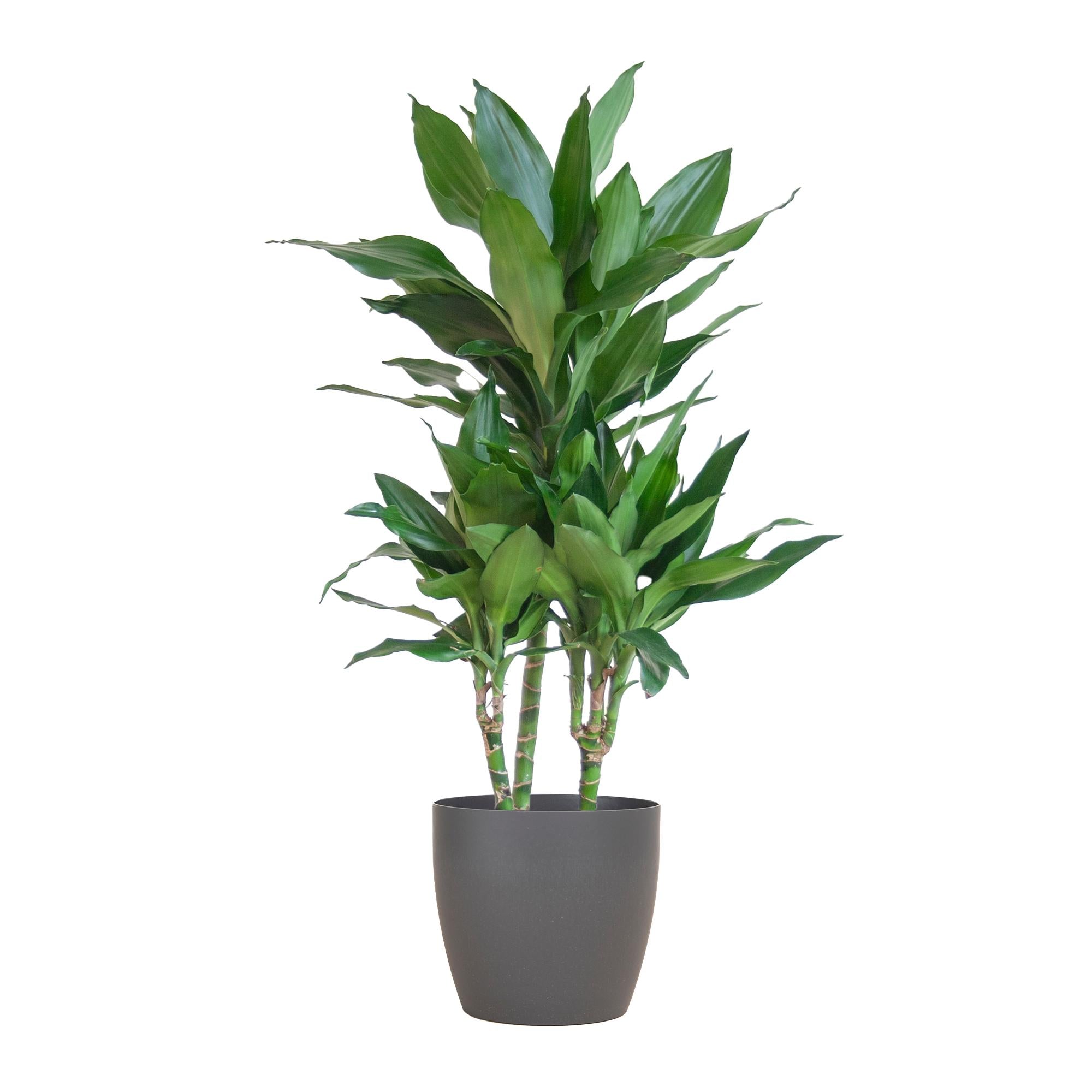 Dracaena Janet Lindt - 95 cm - Ø21 cm met Viber pot | Dracaena