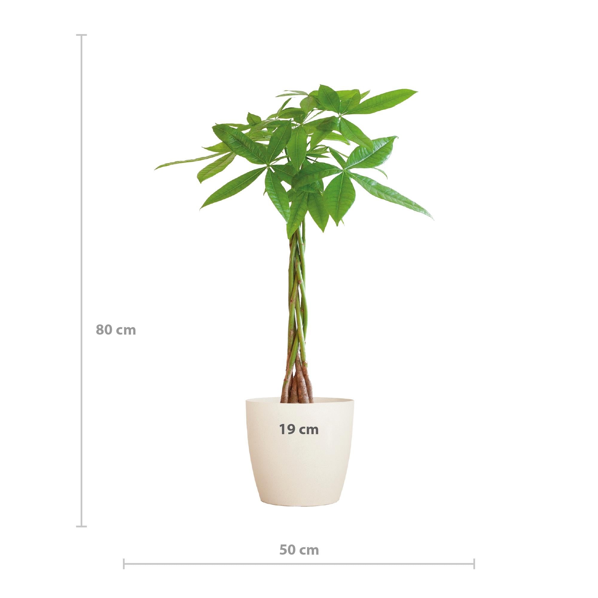 Pachira Aquatica - 80cm - Ø21 cm - in Viber pot | Kamerplant kopen