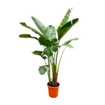 Strelitzia Augusta de Luxe XXL - 250 cm  - ⌀38 cm | Paradijsvogelbloem