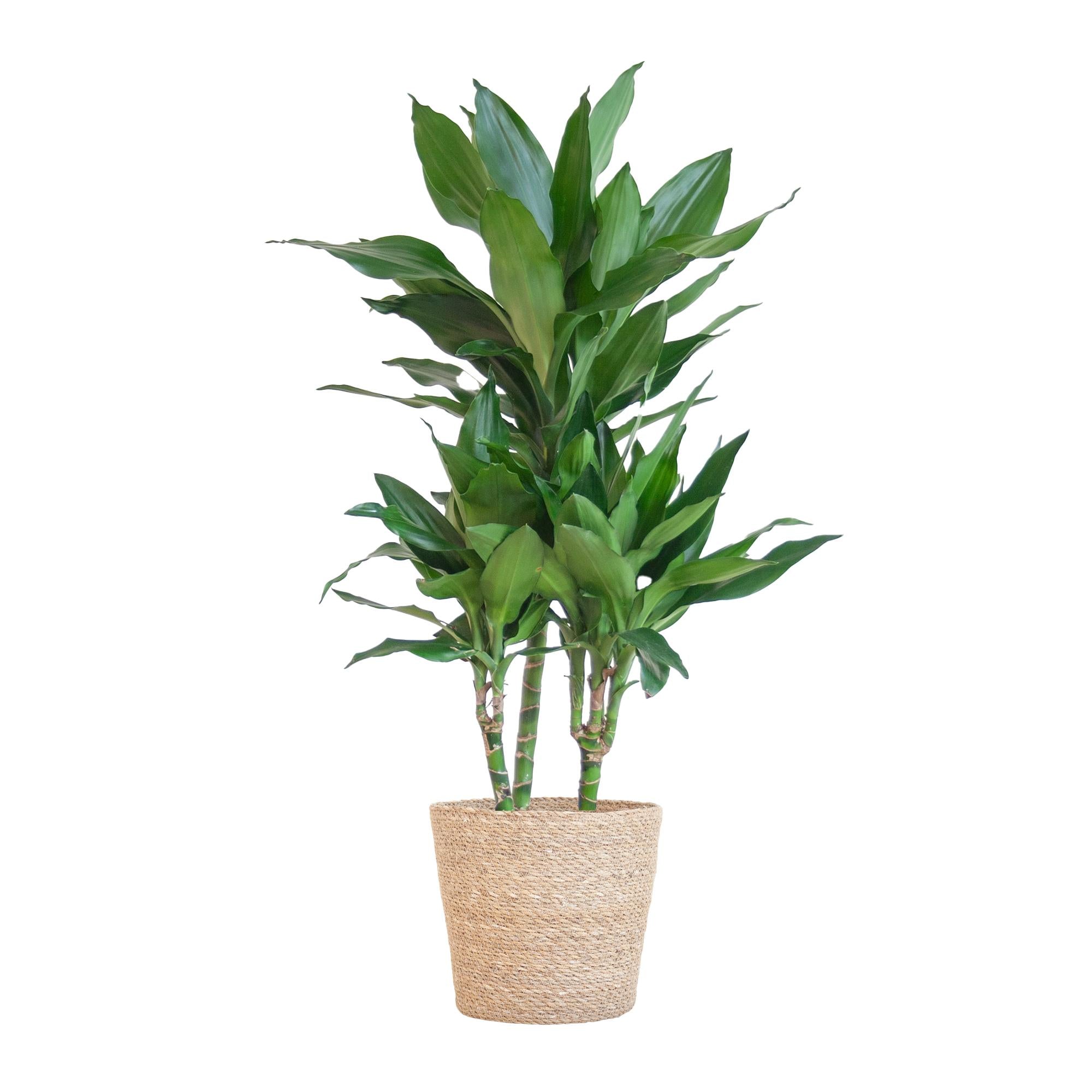 Dracaena Janet Lindt met Sofia mand naturel - 95 cm - Ø21 cm | Dracaena