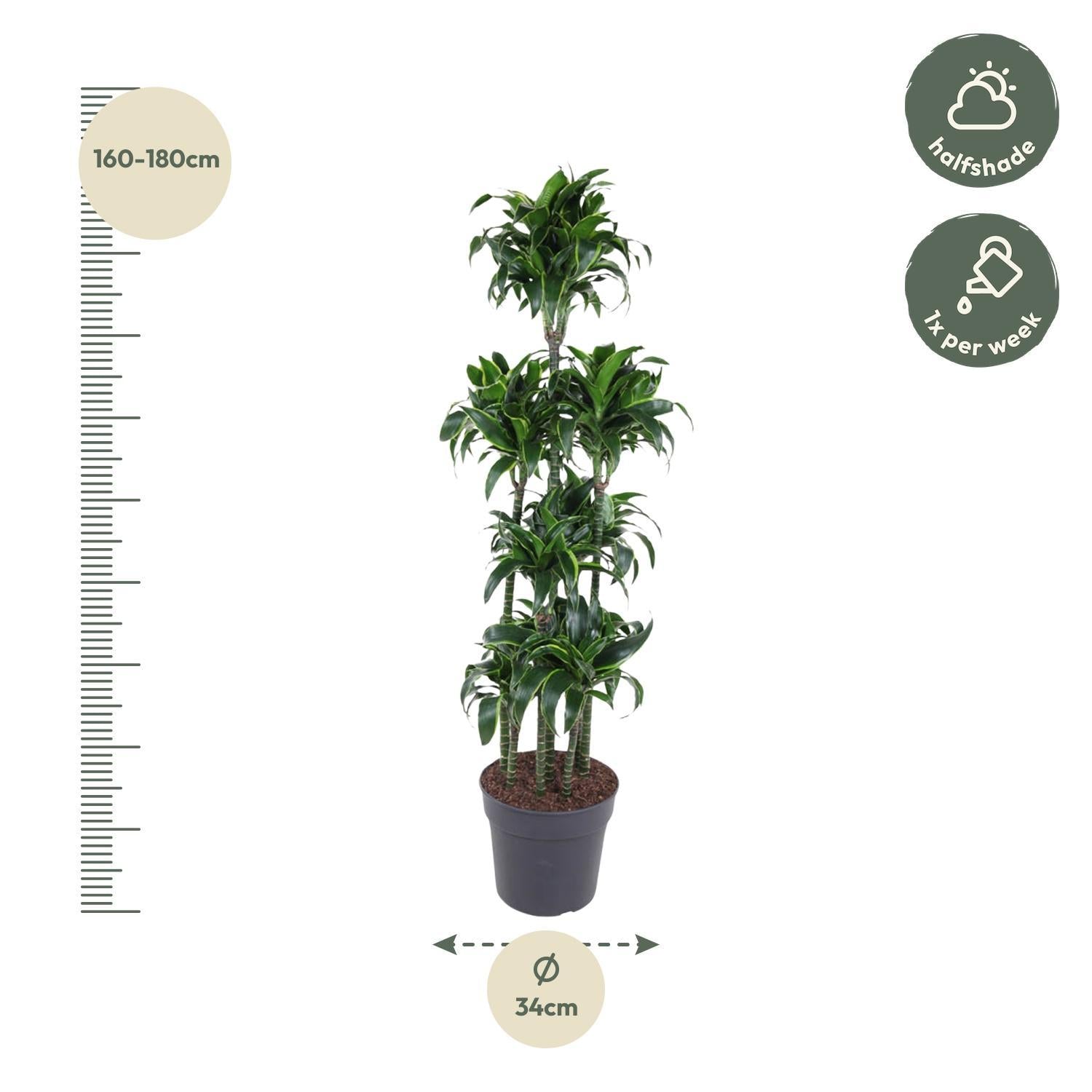 Dracaena Dorado Carrousel - 170 cm - ø34 cm | Dracaena - Grote kamerplant