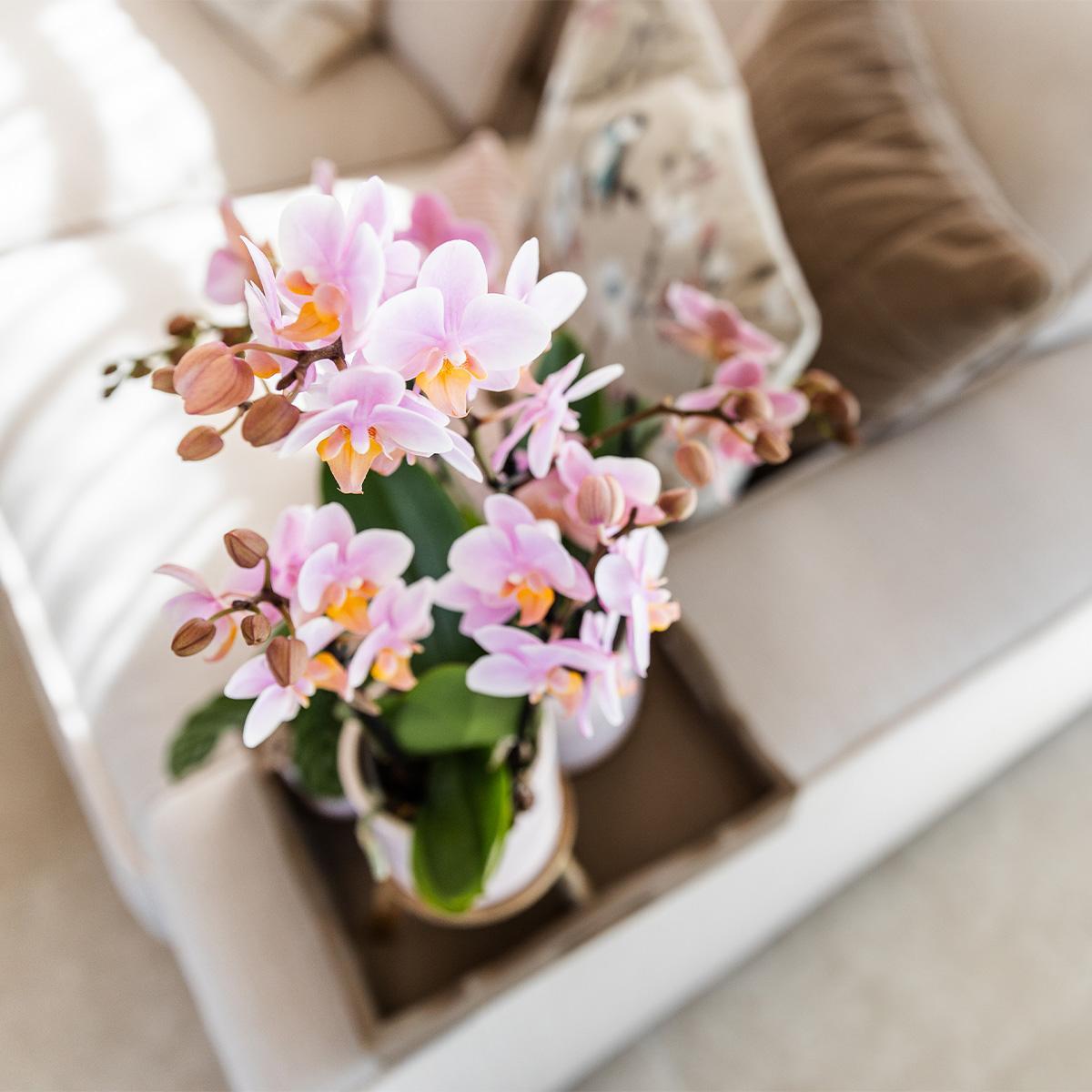 Orchidee | Roze phalaenopsis orchidee - Andorra + Pastel pot white - potmaat Ø9cm