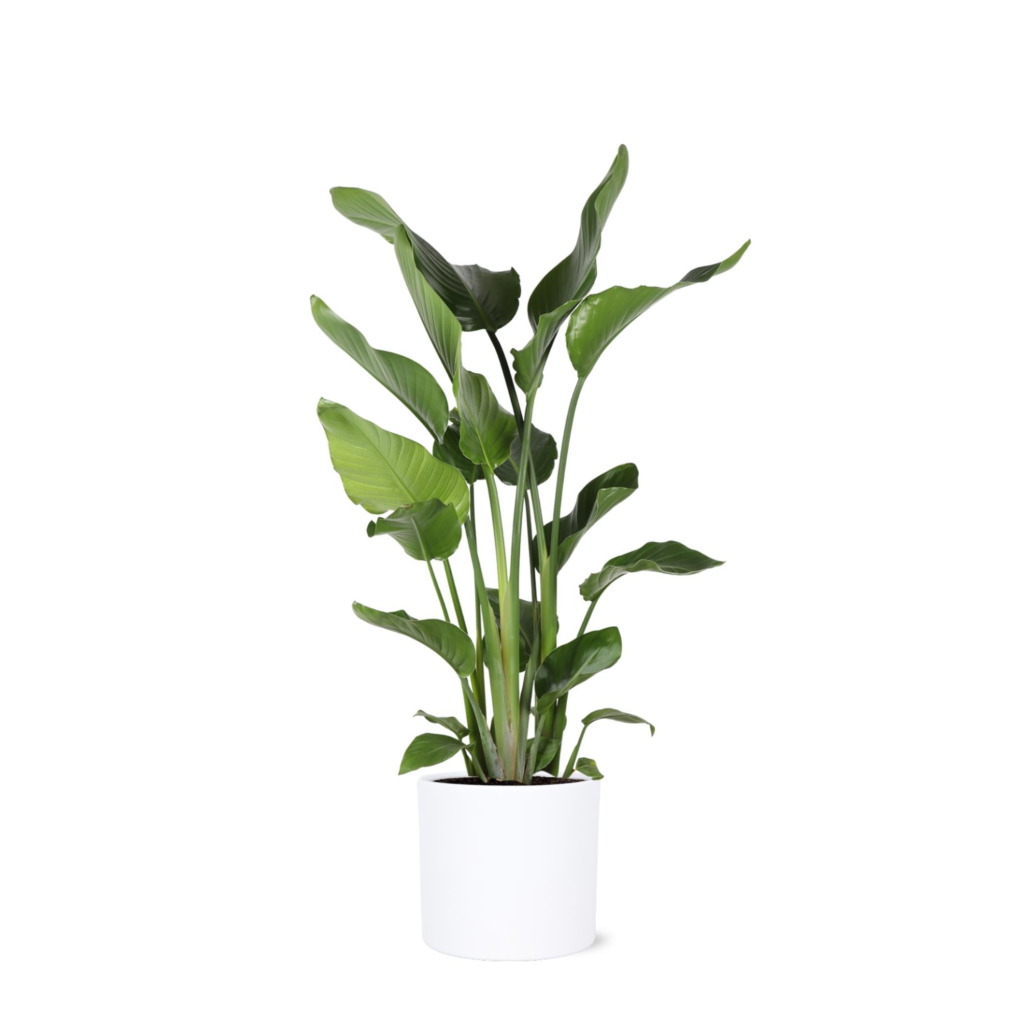 Strelitzia Nicolai - 120 cm - Ø24 cm in Era pot | Kamerplanten