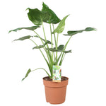 Alocasia Cucullata - 80 cm - Ø21 cm | Alocasia - Olifantsoor