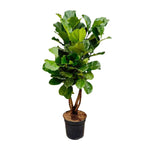 Ficus Lyrata vertakt XL - 200 cm - ø32 cm | Grote Kamerplanten