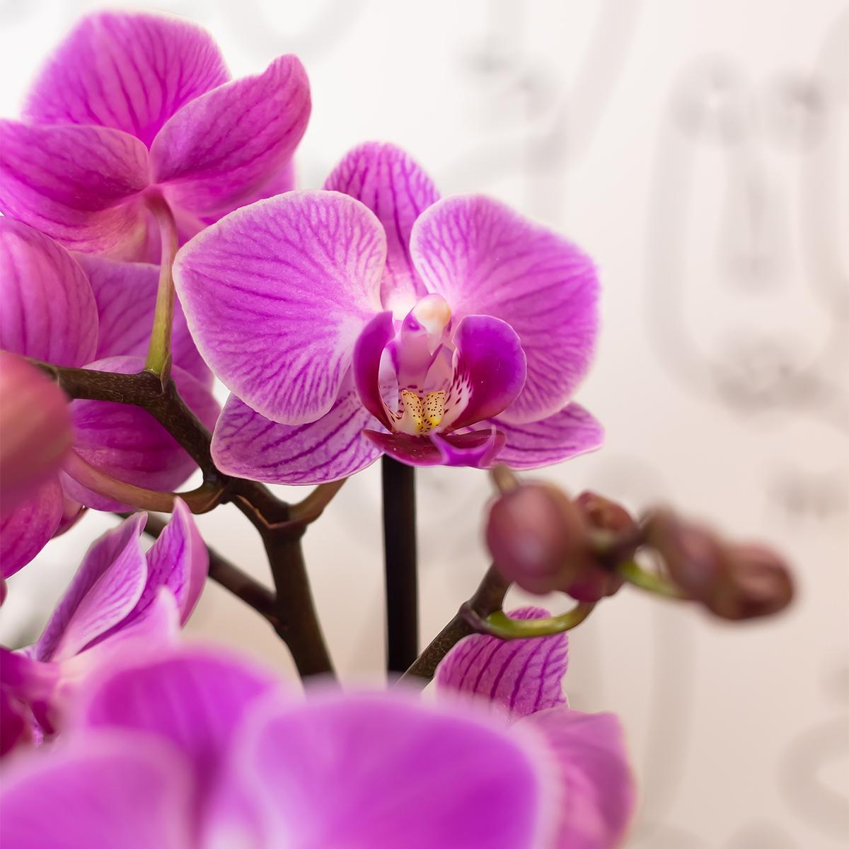 Orchidee | Paars roze Phalaenopsis orchidee - Mineral Vienna - potmaat Ø9cm