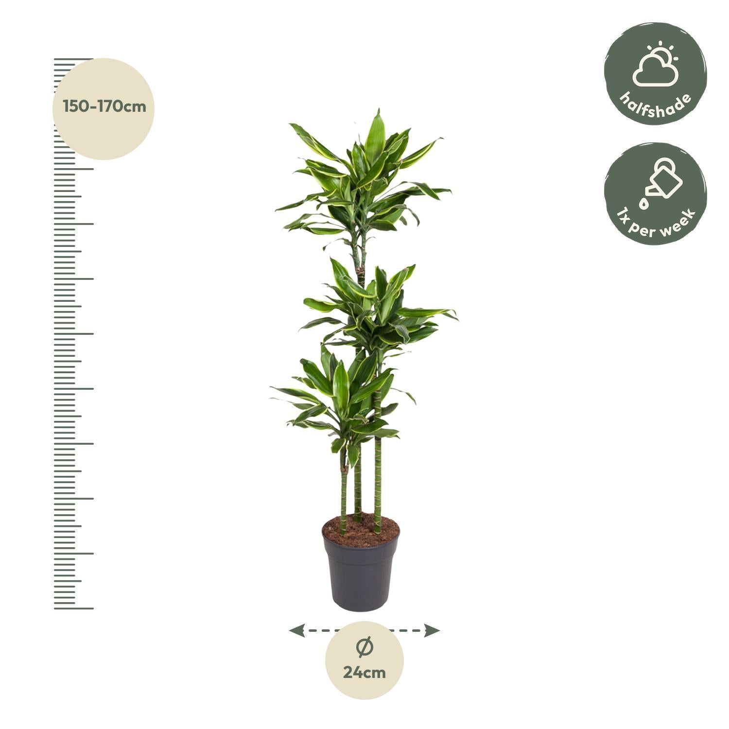 Dracaena Golden Coast - 160 cm - Ø24 cm | Dracaena - Kamerplanten