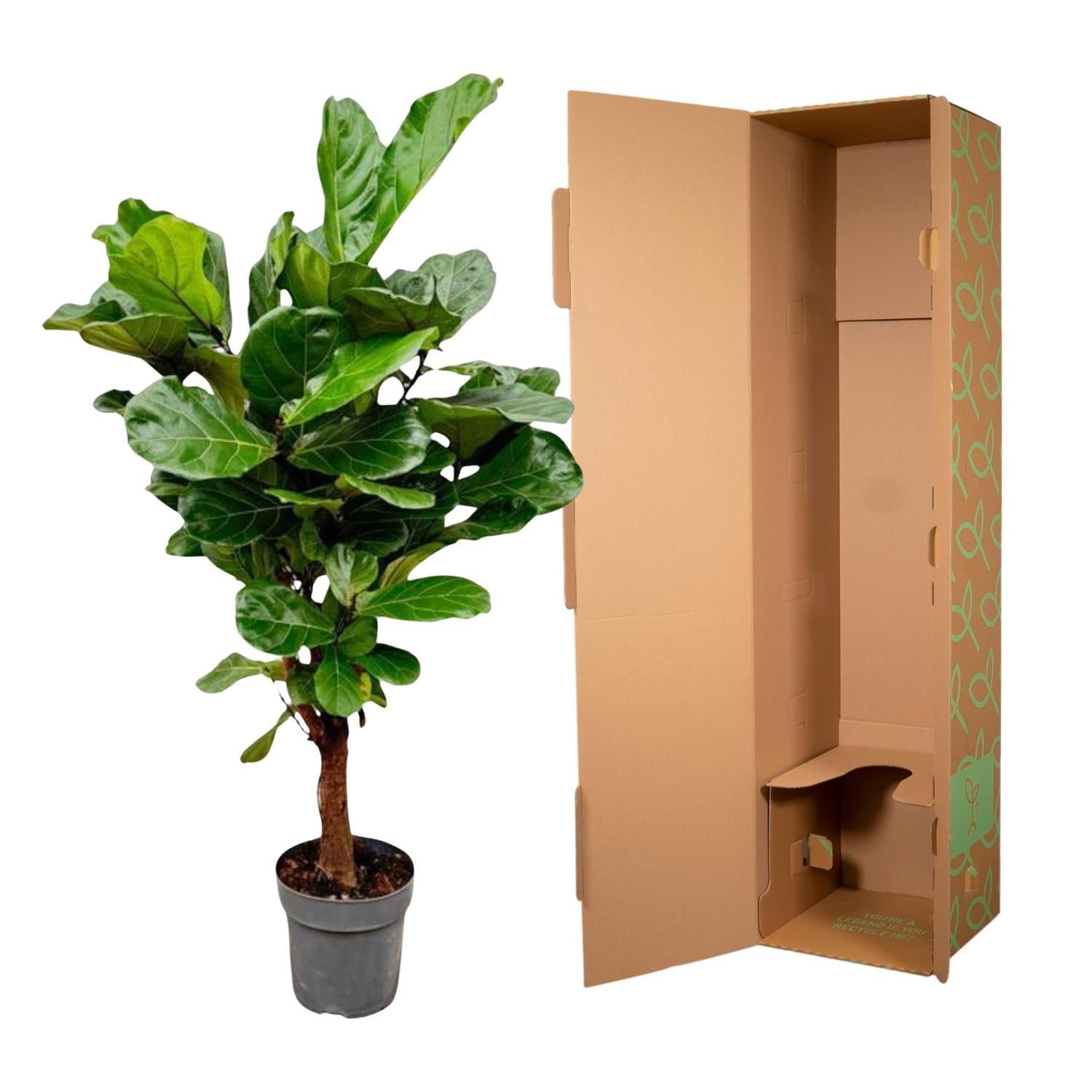 Ficus Lyrata vertakt - 150 cm - ø24 cm | Ficus - Kamerplant