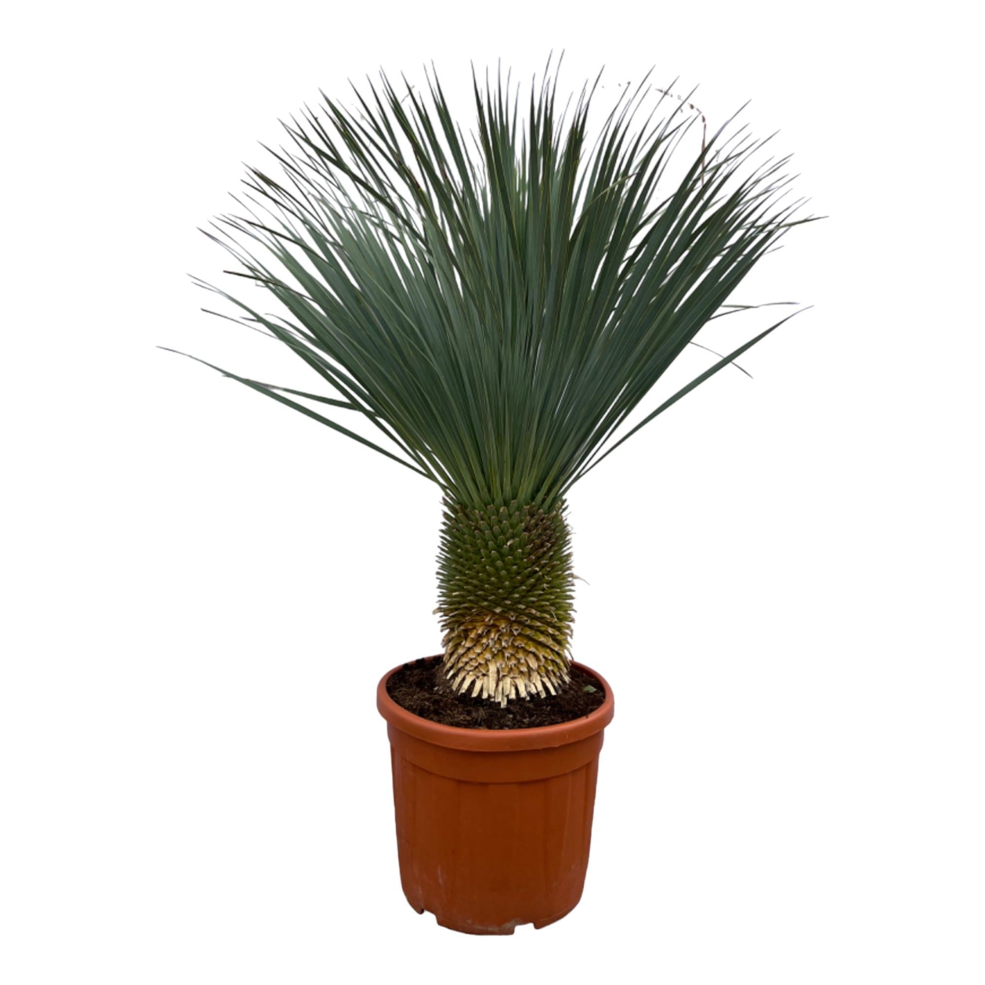 Yucca Rostrata - 160 cm - Ø50 cm | Blue Beaked Yucca