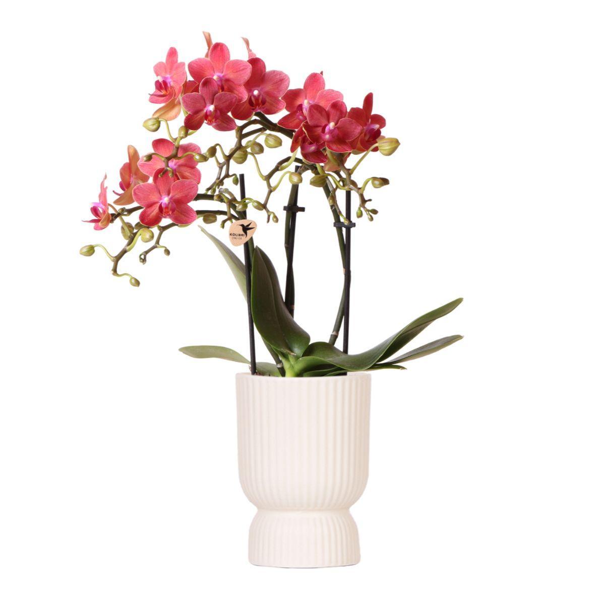 Orchidee | Rode Phalaenopsis orchidee - Congo + Diabolo travertine - potmaat Ø9cm