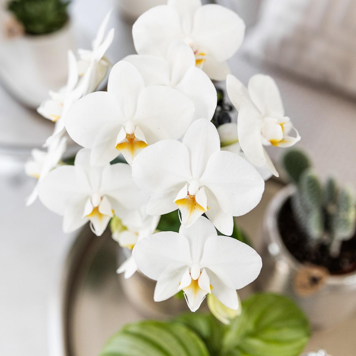 Orchidee | Witte Phalaenopsis orchidee - Amabilis + Elite pot silver- potmaat Ø9cm