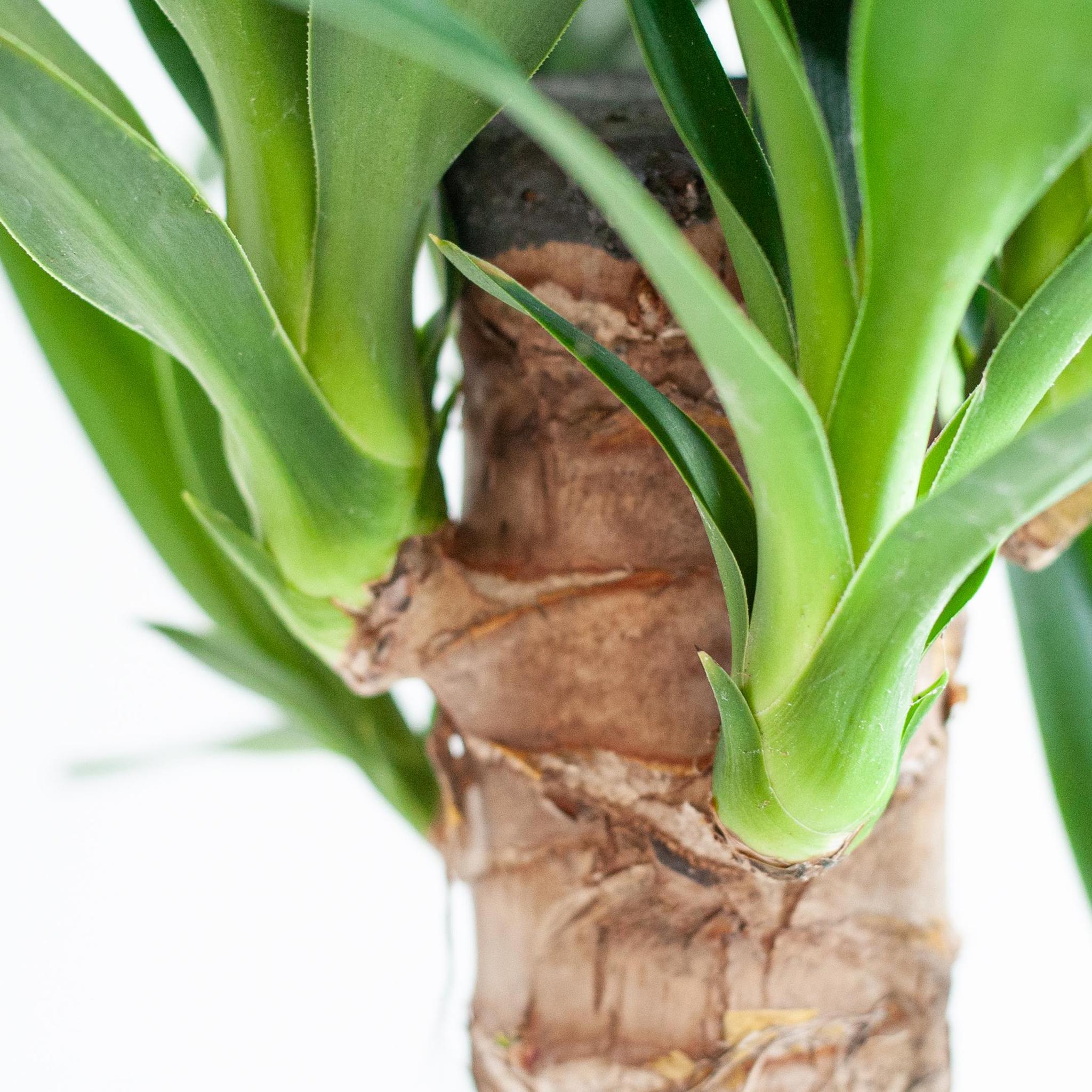 Dracaena Janet Lindt met Sofia mand naturel - 95 cm - Ø21 cm | Dracaena